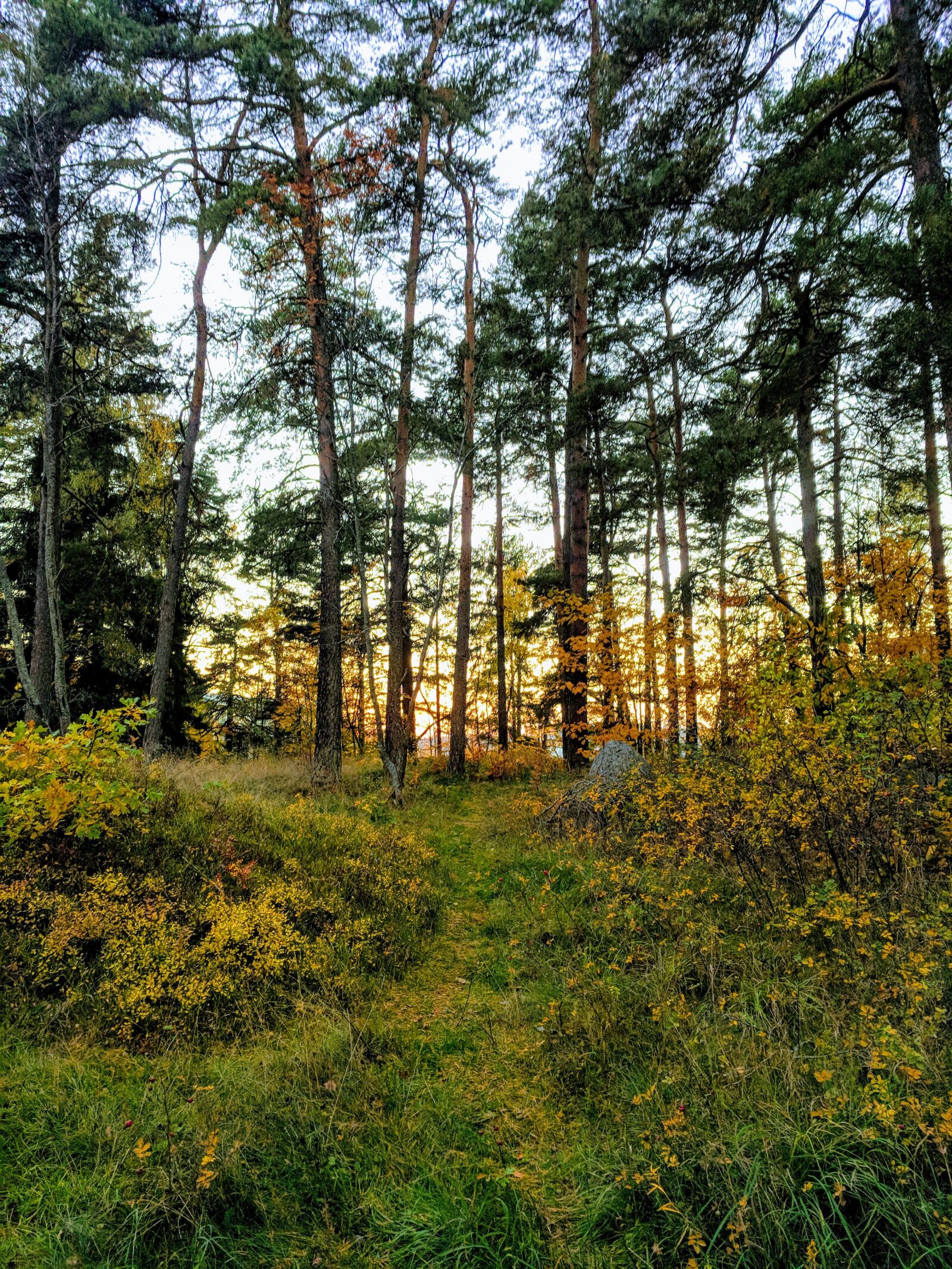 Google Pixel sample photo. Nature, trees, forest photography