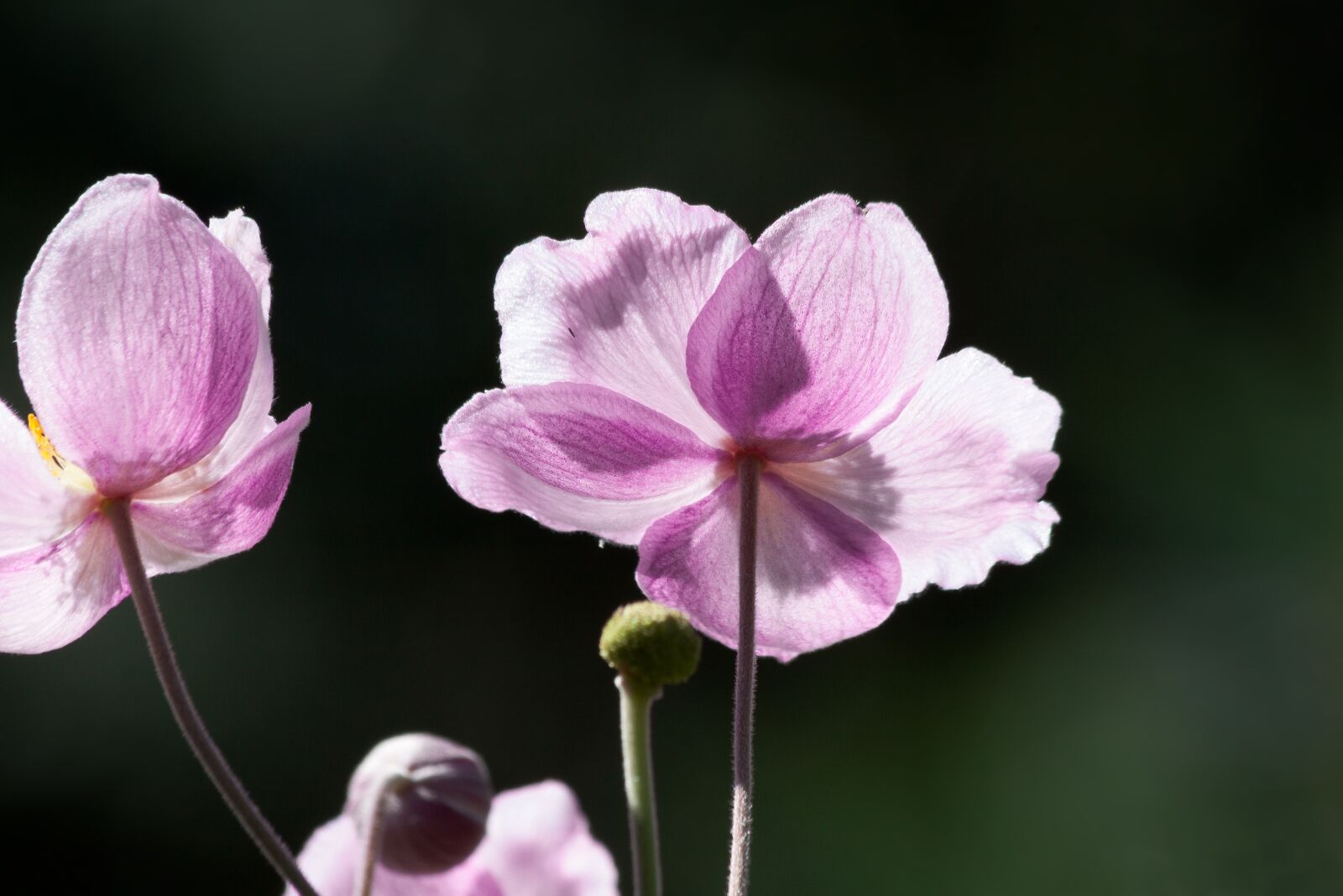 Canon EOS 50D sample photo. Anemone, japan anemone, ranunculaceae photography