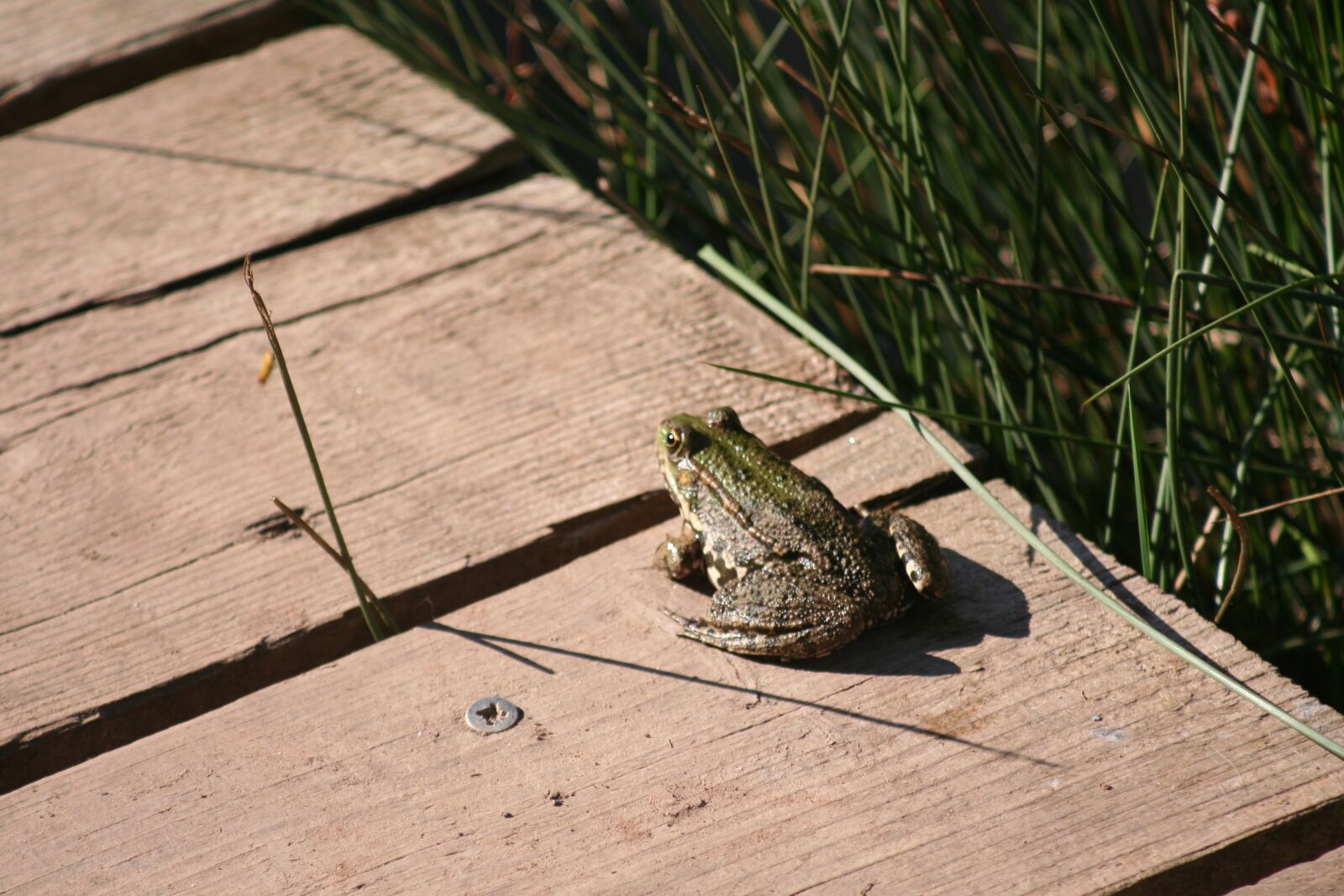 Canon EOS 350D (EOS Digital Rebel XT / EOS Kiss Digital N) sample photo. Toad, pontoon, amphibian photography