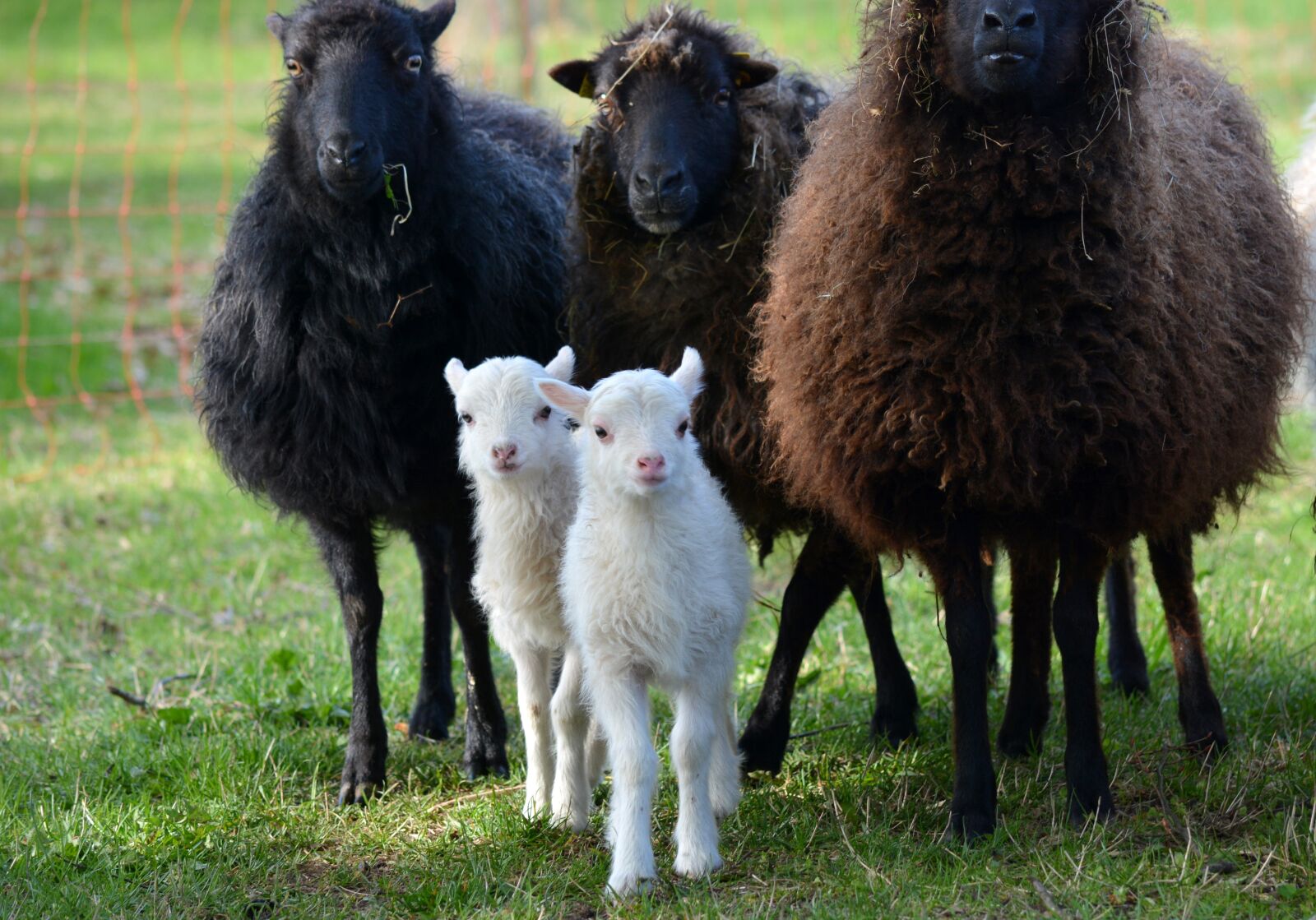 Nikon D7100 sample photo. Nature, animals, sheep photography