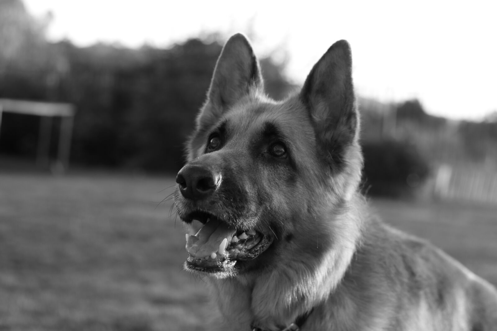 Canon EOS 70D + Canon EF 50mm F1.8 STM sample photo. Dog, german, pet photography