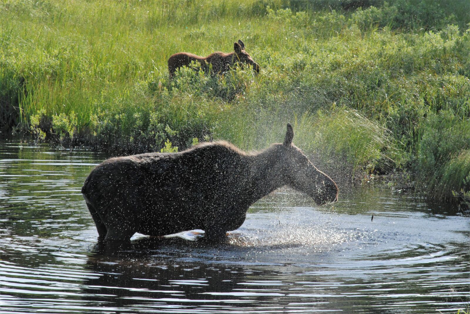 Nikon D80 sample photo. Moose, spray, wet photography