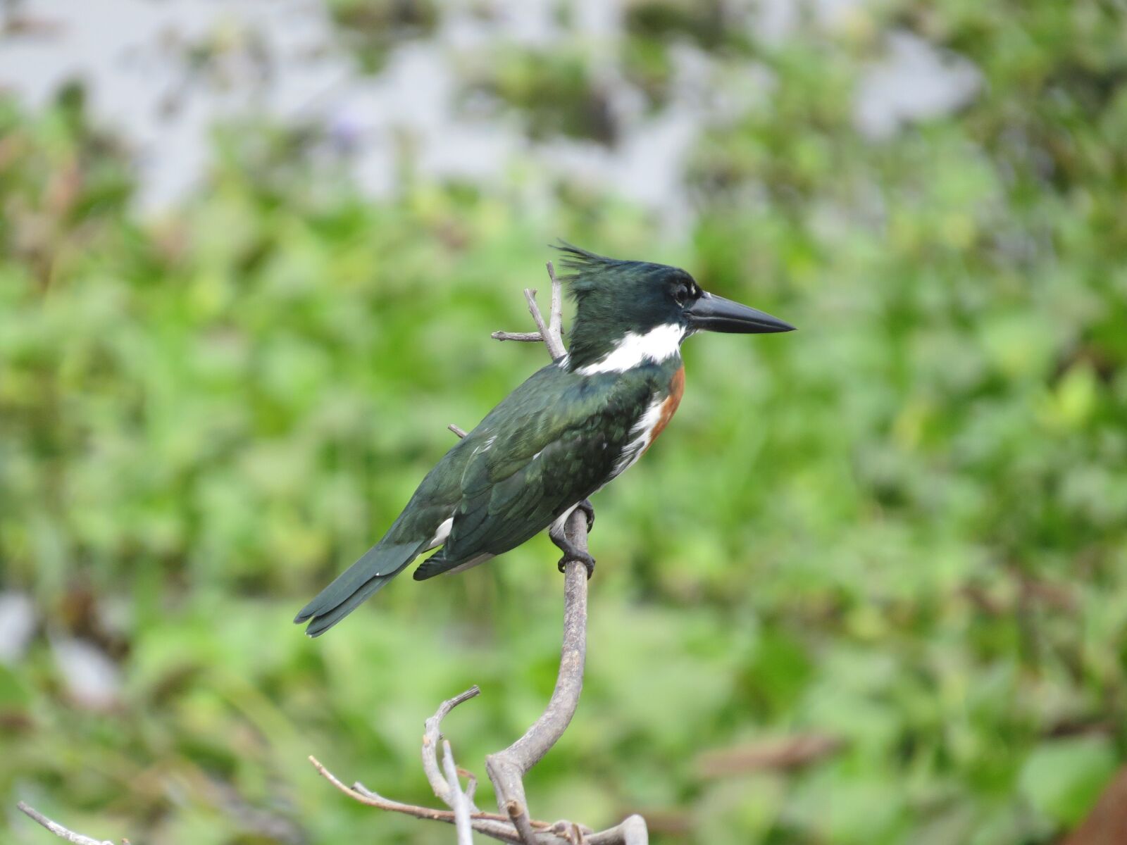 Canon PowerShot SX50 HS sample photo. Bird, nature, wildlife photography