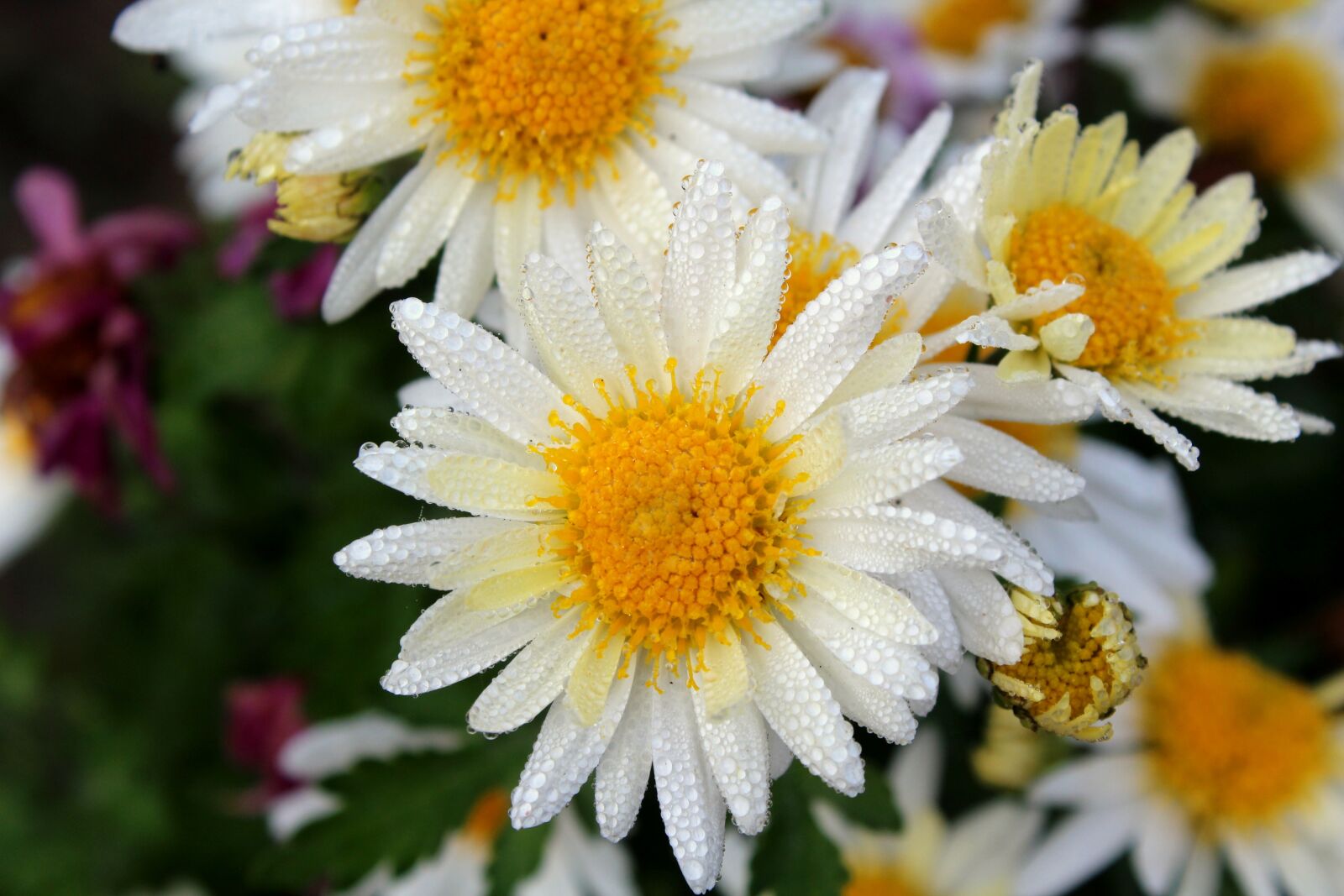 Canon EOS 1200D (EOS Rebel T5 / EOS Kiss X70 / EOS Hi) sample photo. White flowers, rosa, morning photography