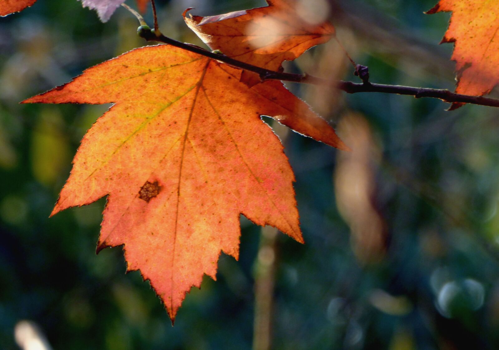 Panasonic DMC-FZ72 sample photo. Leaf, morning, fall photography
