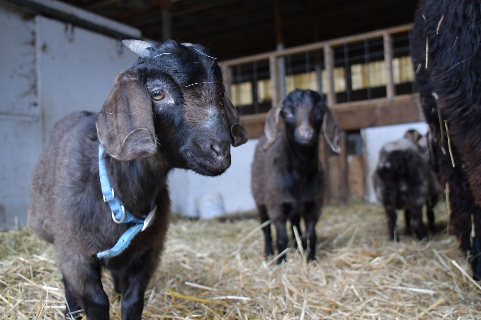 Nikon D7500 sample photo. Goats, kids, goat photography