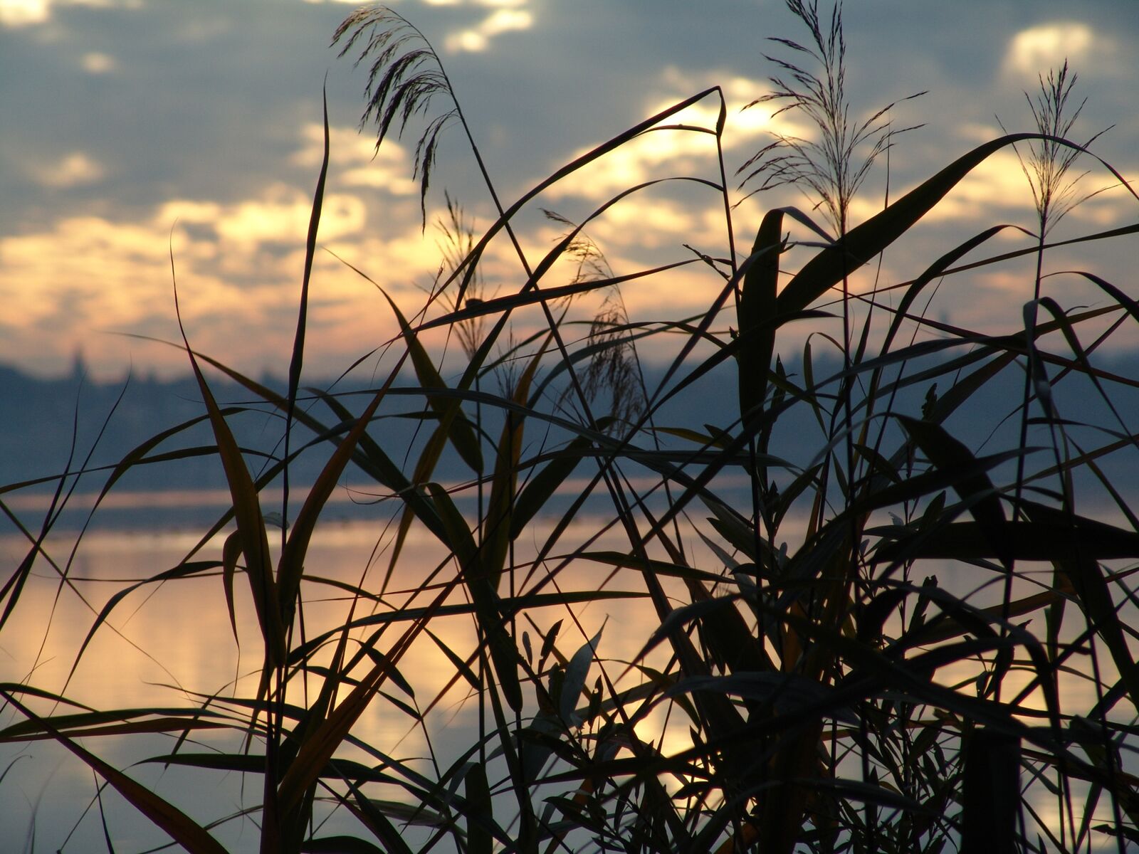 Sony DSC-F828 sample photo. Reed, lake, nature photography