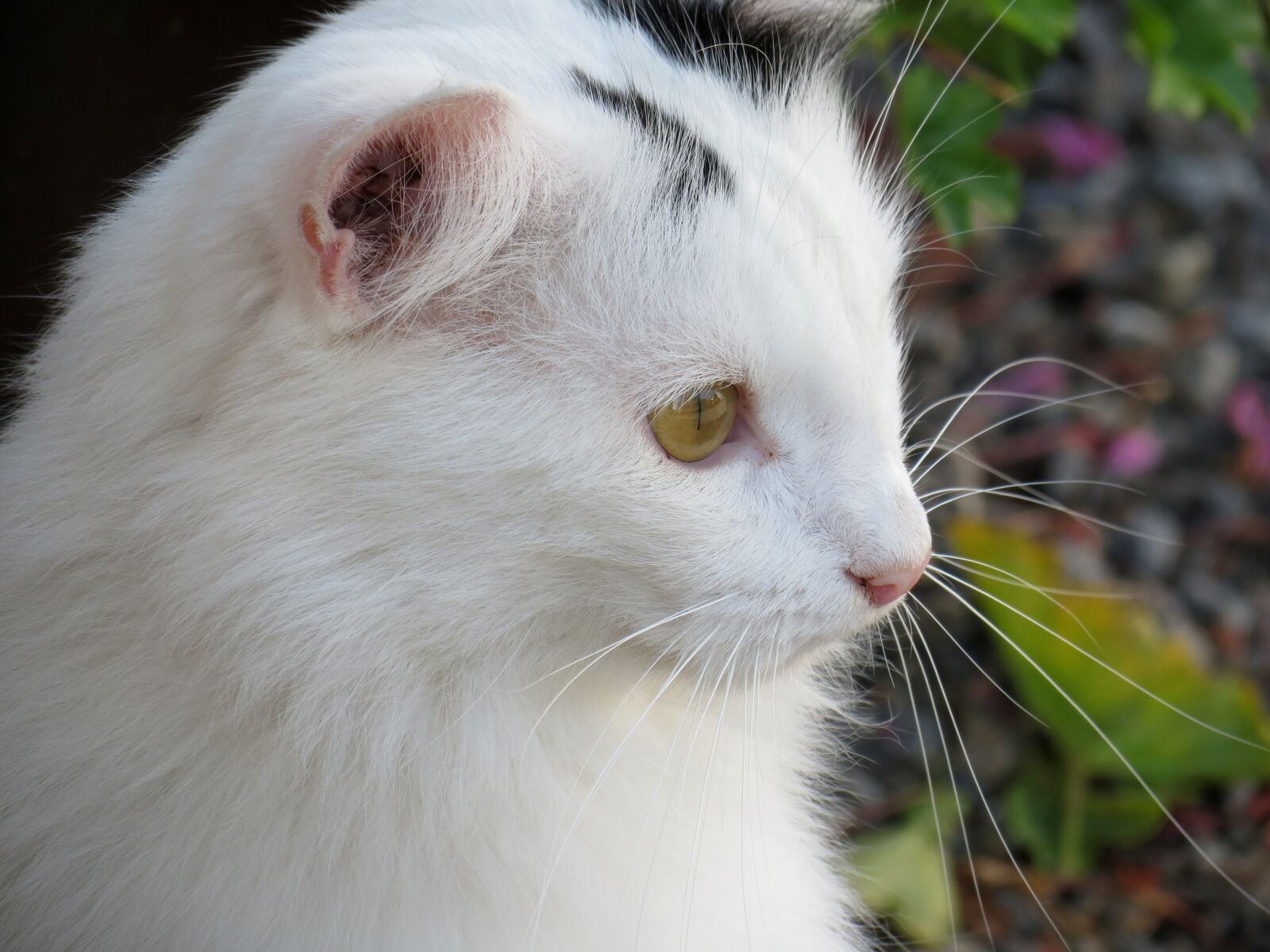 Canon PowerShot SX40 HS sample photo. Cat, domestic cat, fur photography