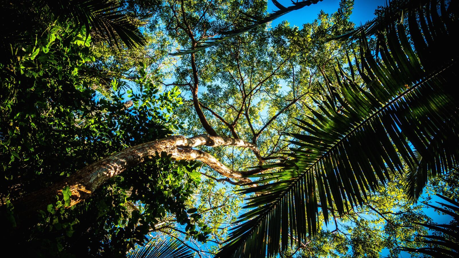 Sony Cyber-shot DSC-RX100 IV sample photo. Palm tree, forest, summer photography