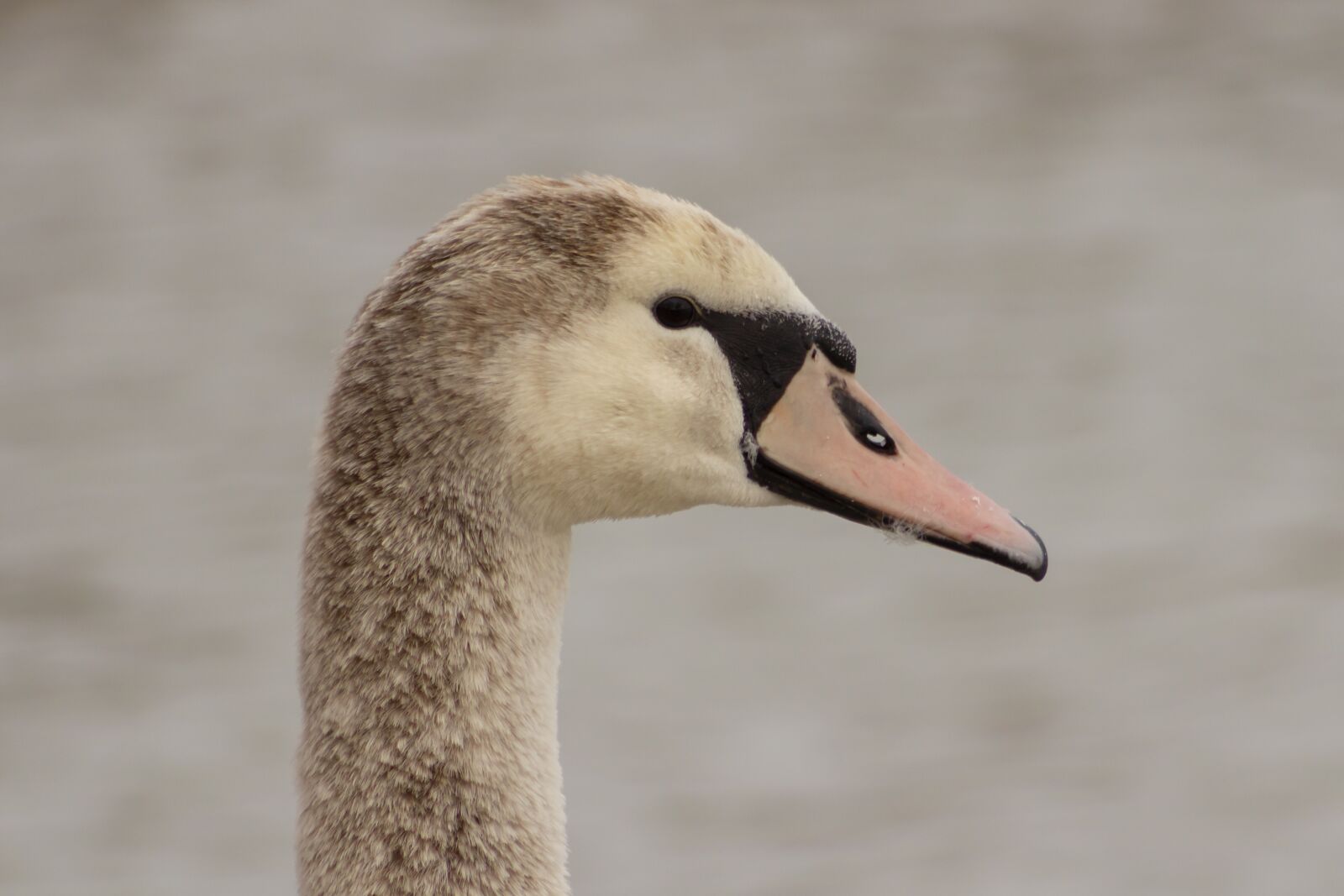 Canon EF75-300mm f/4-5.6 sample photo. Swan, cam, water bird photography