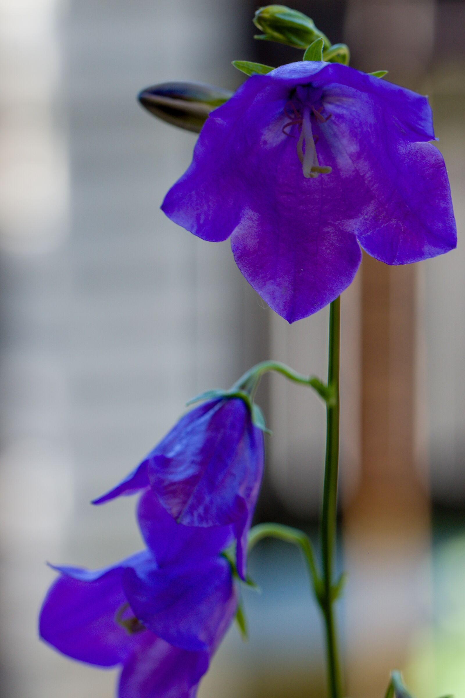 Canon EOS 760D (EOS Rebel T6s / EOS 8000D) + Canon EF 100mm F2.8L Macro IS USM sample photo. Flower, bell, blue flower photography