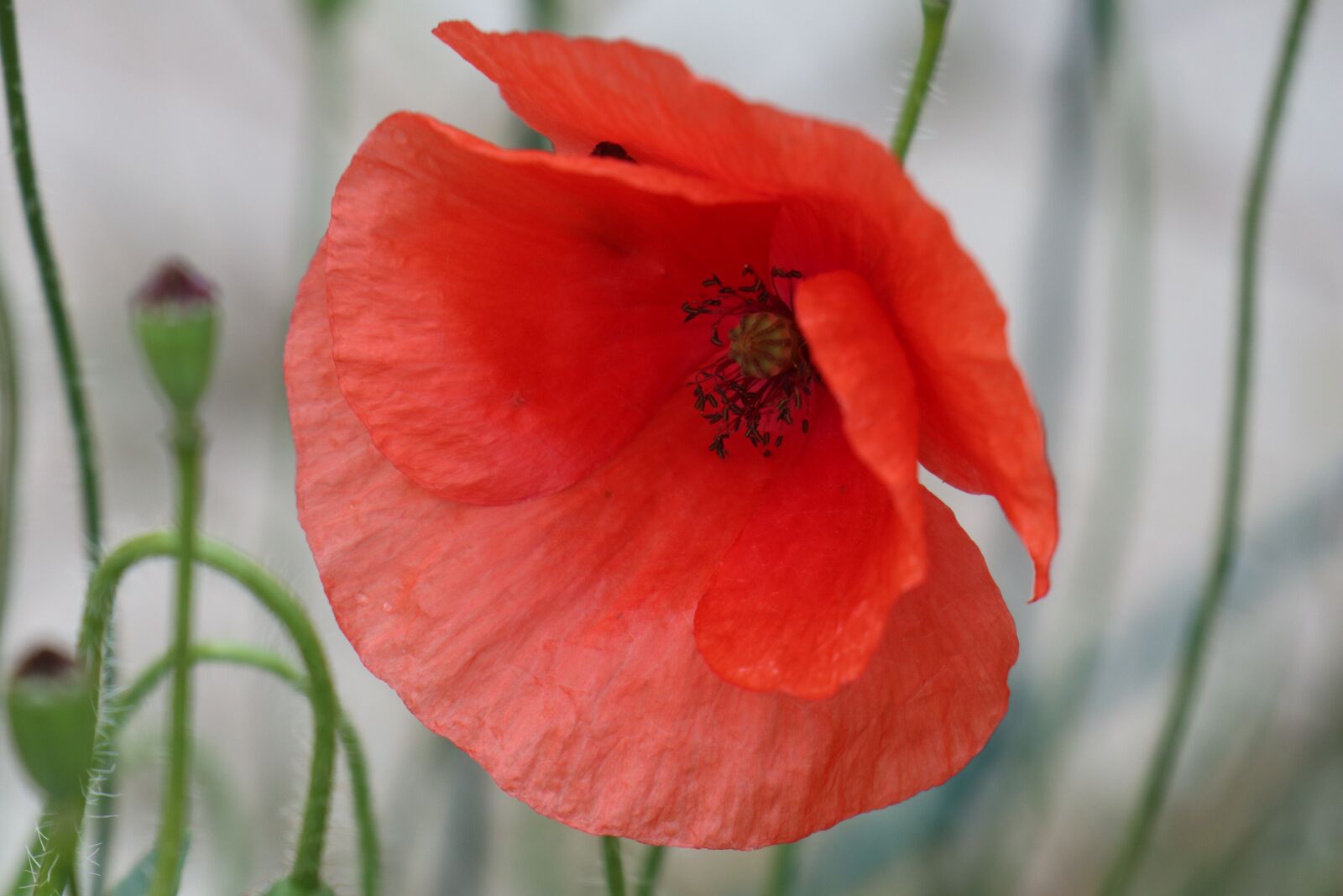 Canon EOS M6 sample photo. Summer, poppy, red photography