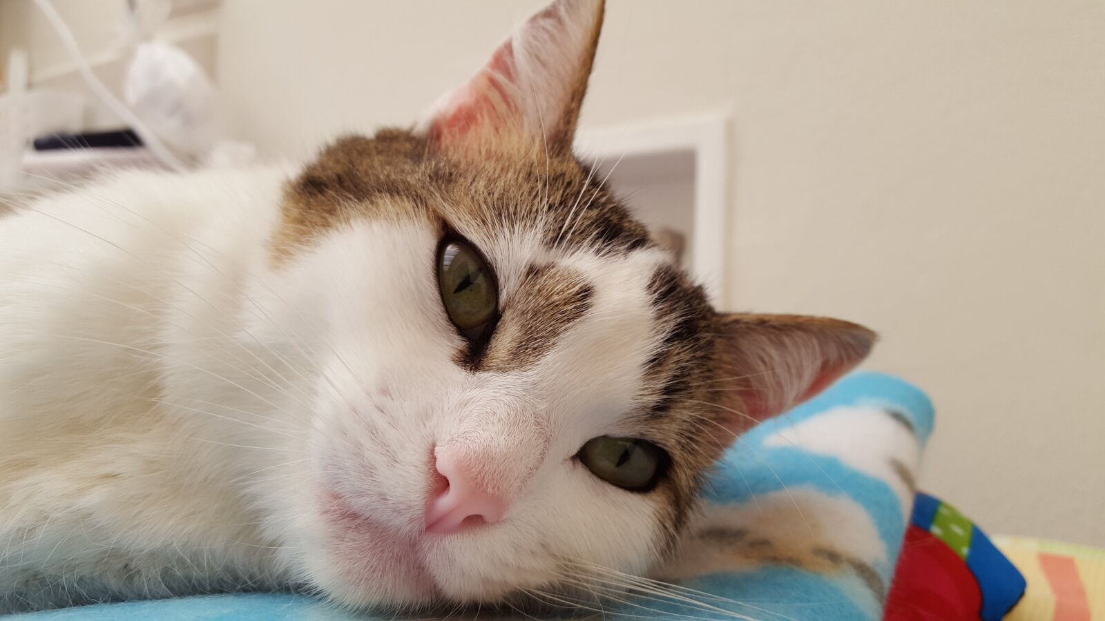 Samsung GALAXY S6 edge sample photo. Cats, relax, cute photography