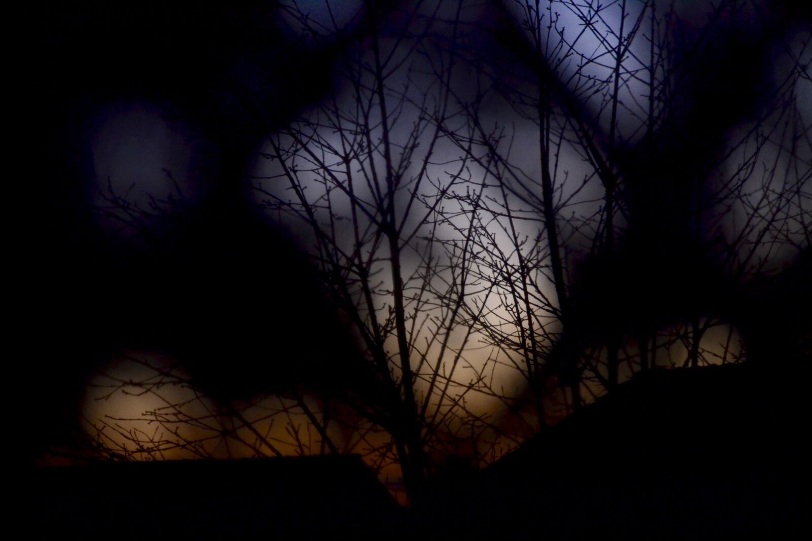 Nikon D3100 sample photo. Branches, sky, sunset, tree photography