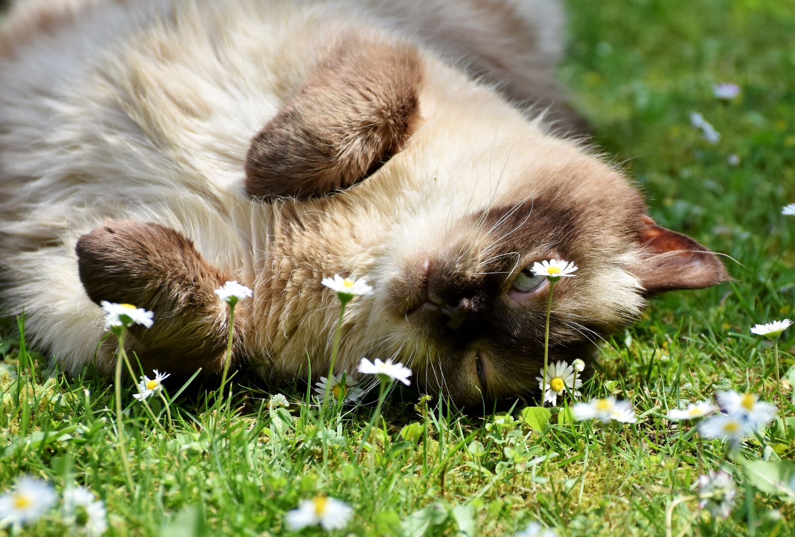 Nikon D7200 sample photo. Cat, breed cat, british photography