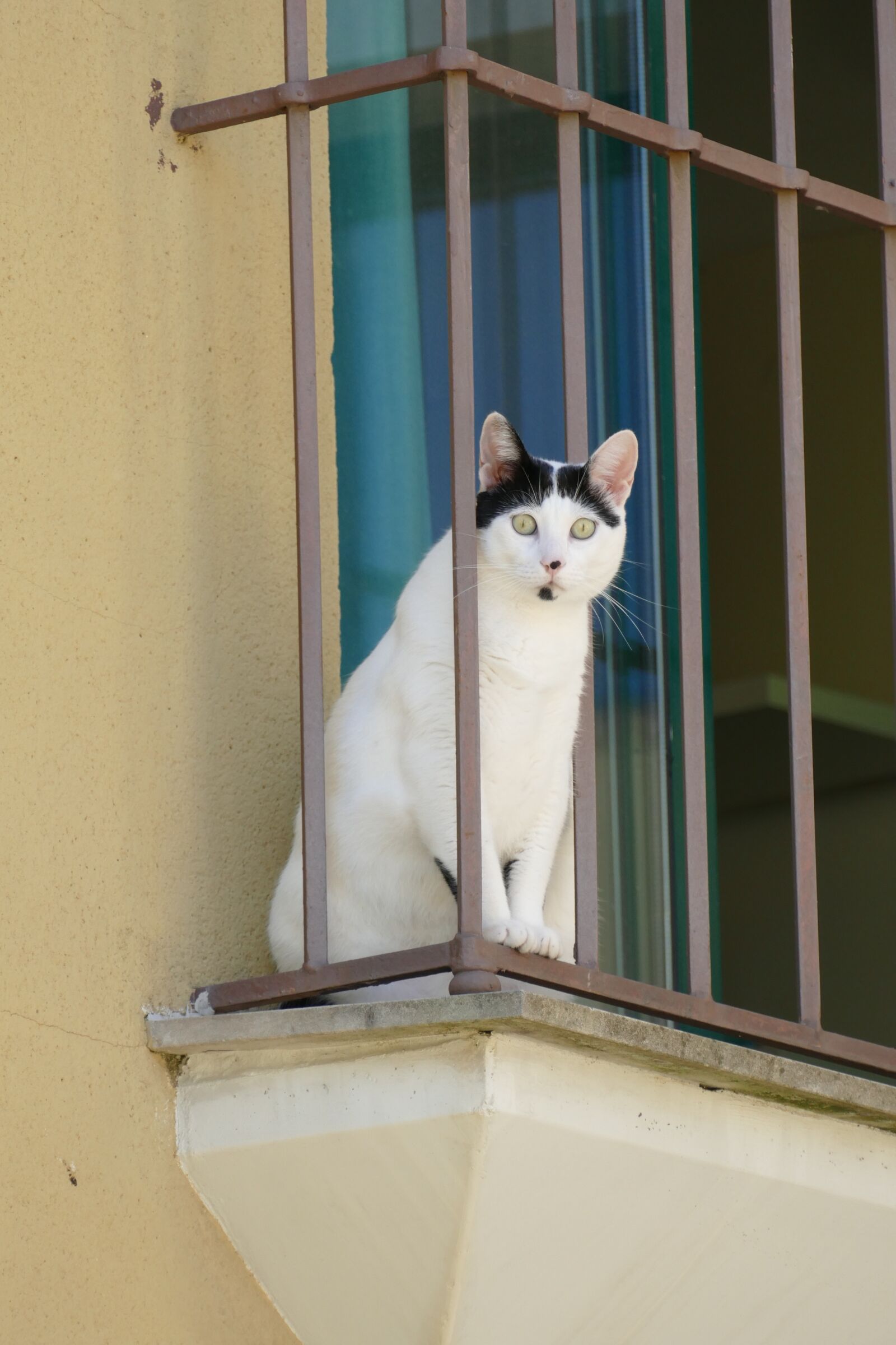 Panasonic Lumix DMC-FZ1000 sample photo. Cat, cats, pet photography
