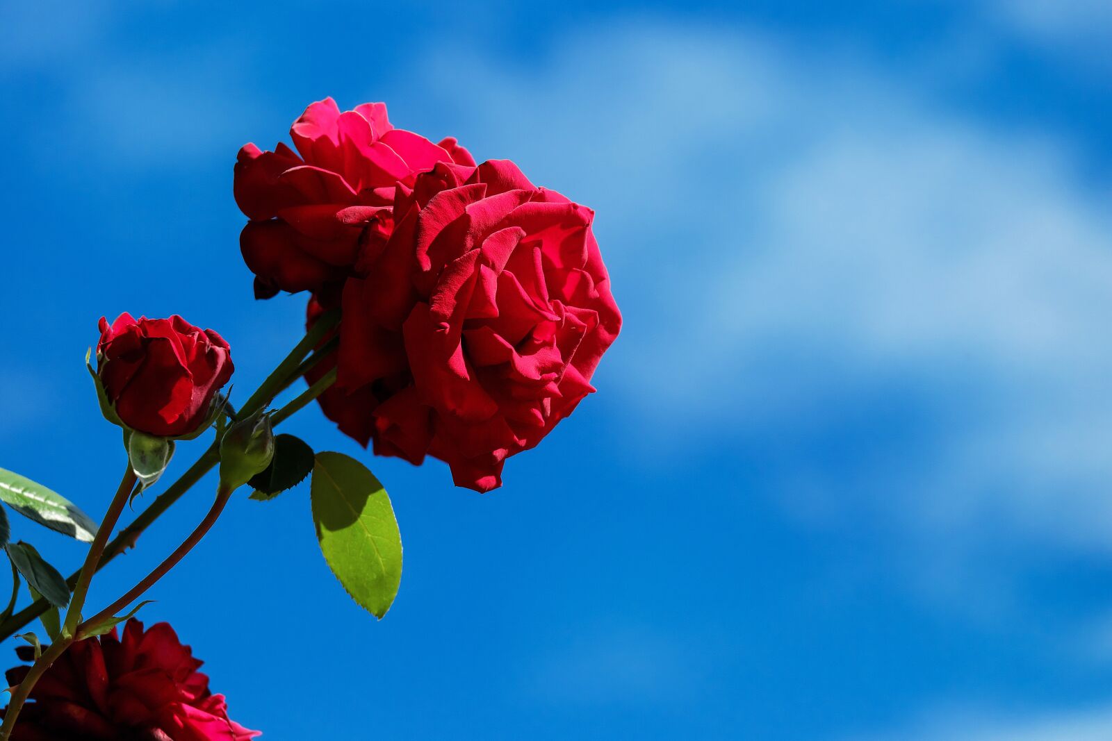 Fujifilm X-T10 + Fujifilm XC 50-230mm F4.5-6.7 OIS sample photo. Rose, flower, blossom photography