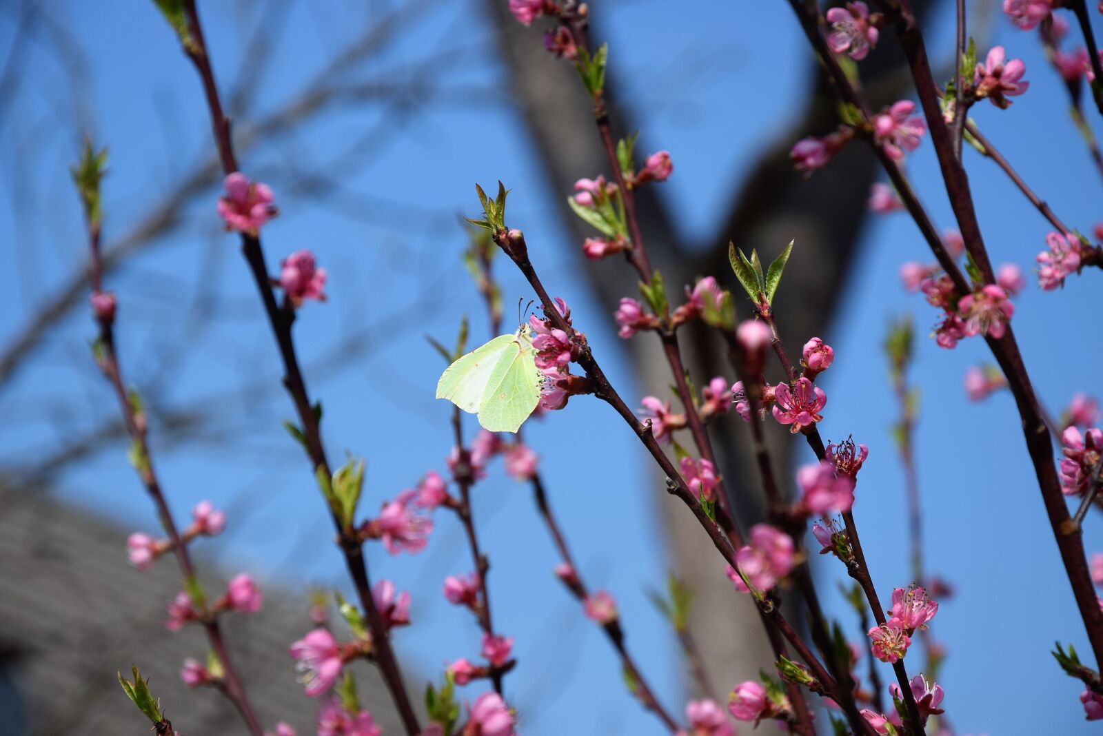 Nikon D5300 sample photo. Butterfly, flower, spring photography