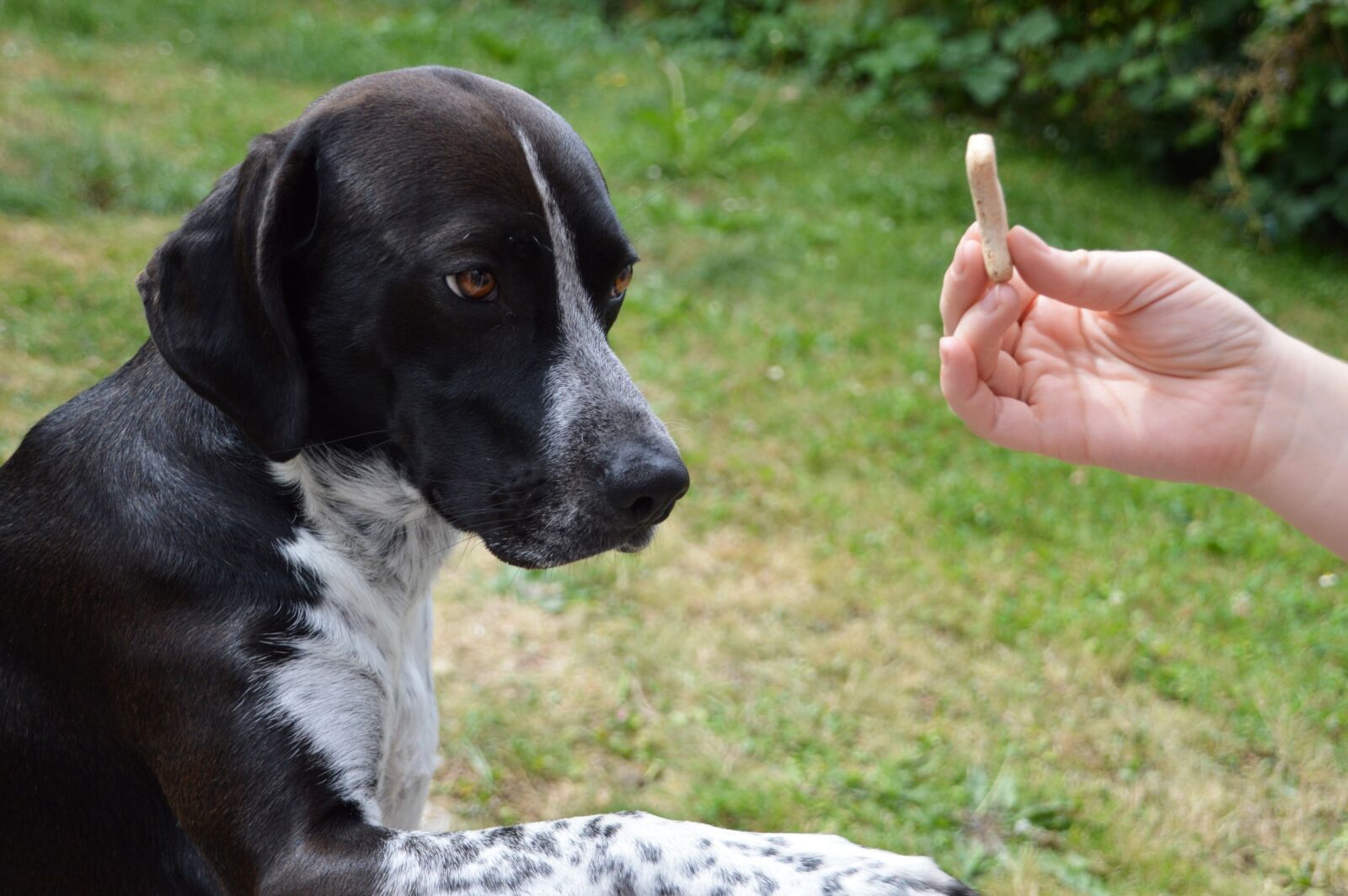 Nikon D3200 sample photo. Dog, hunting dog, dressage photography