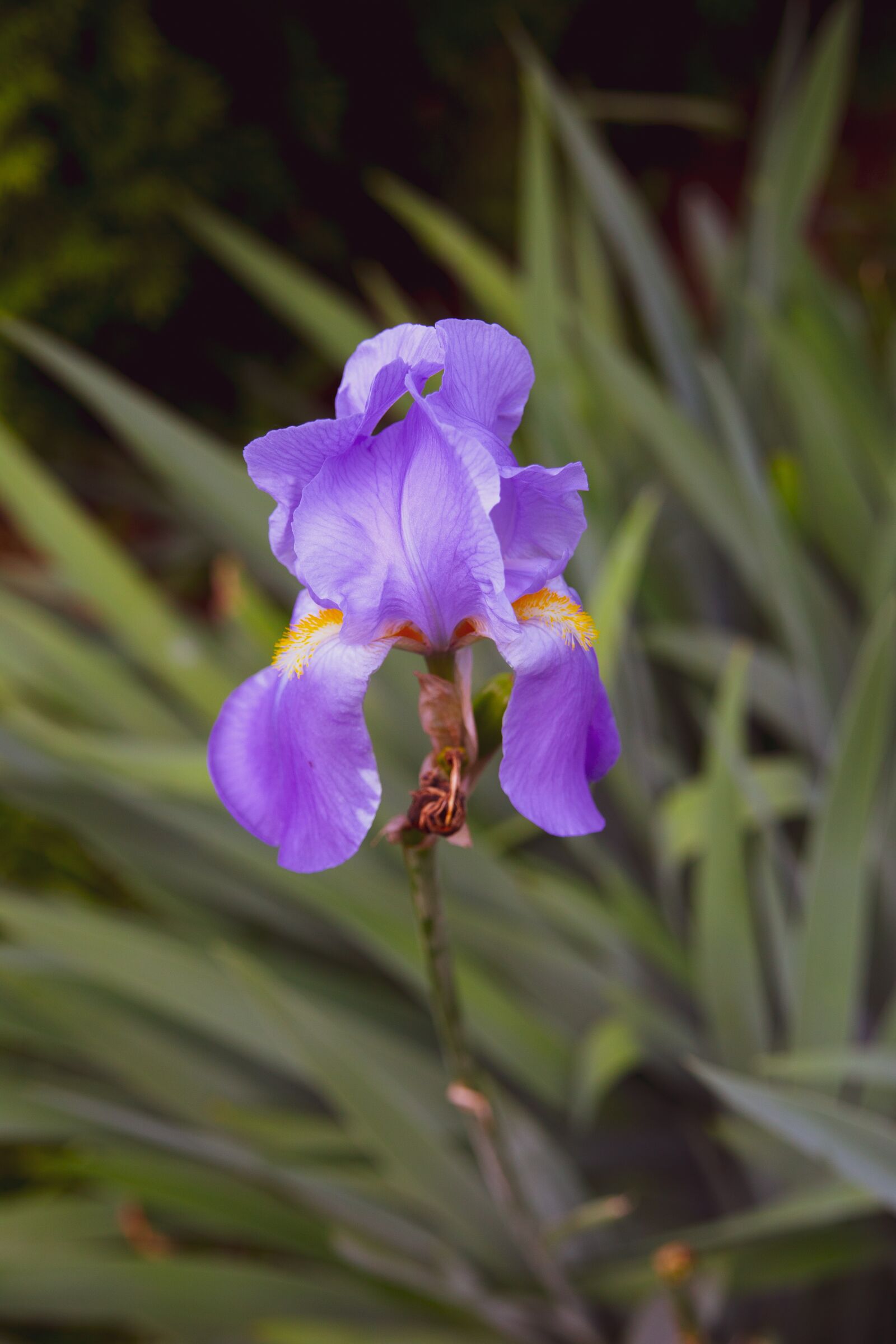 Canon EOS 6D sample photo. Iris, flower, bloom photography