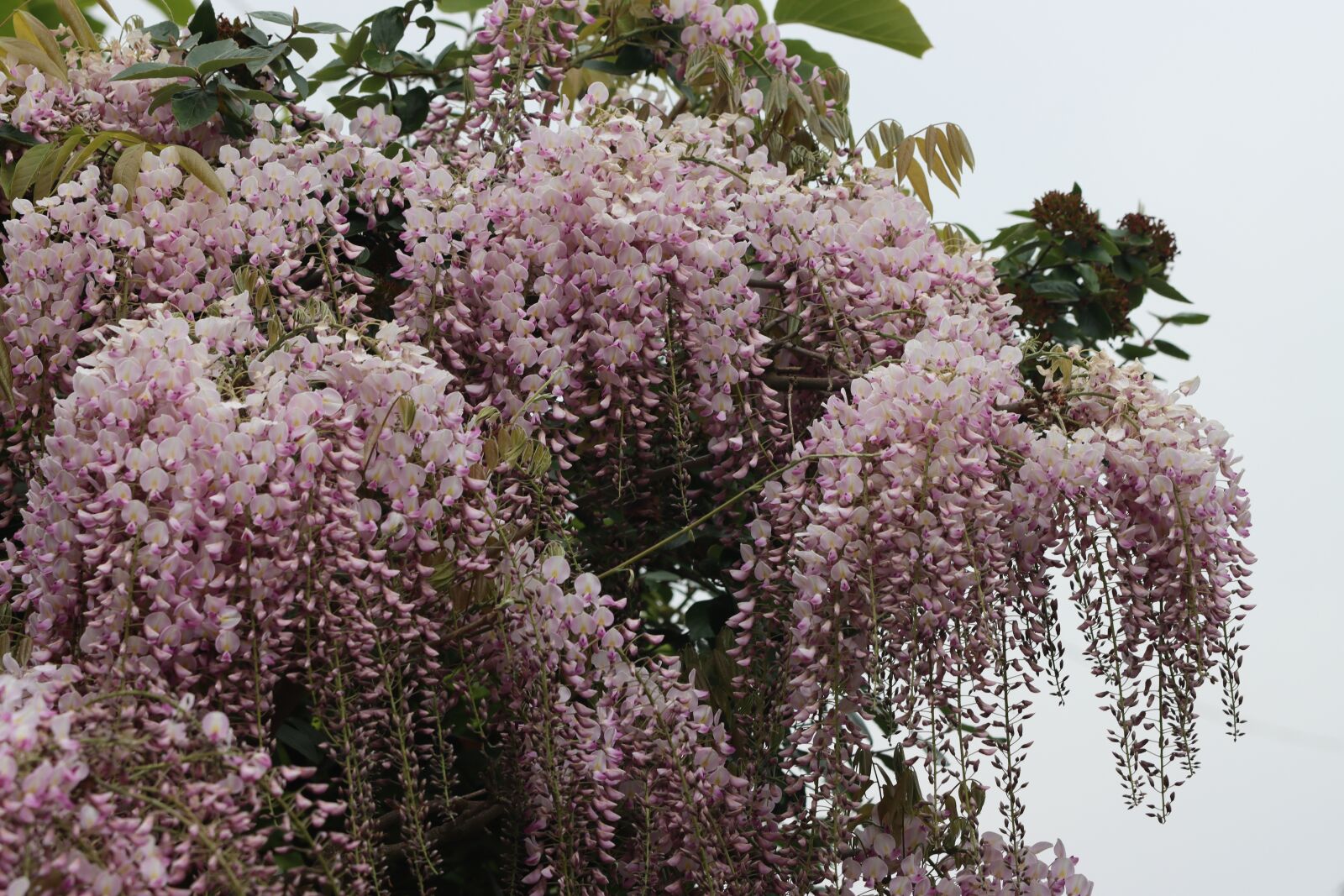 Canon EOS 90D sample photo. Glycine, climbing, liana photography