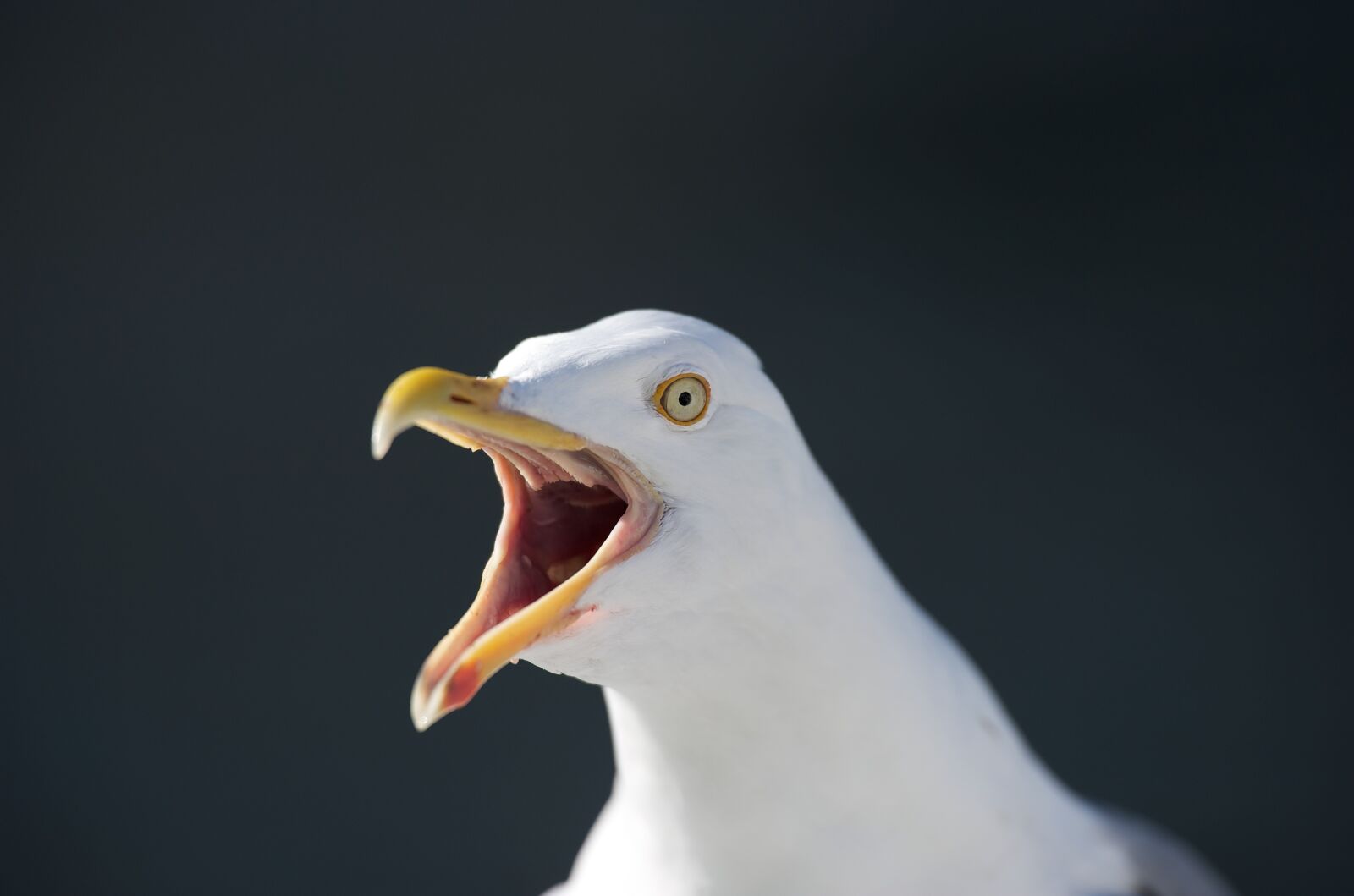 Nikon D3S sample photo. Seagull, norway, hurtigruten photography