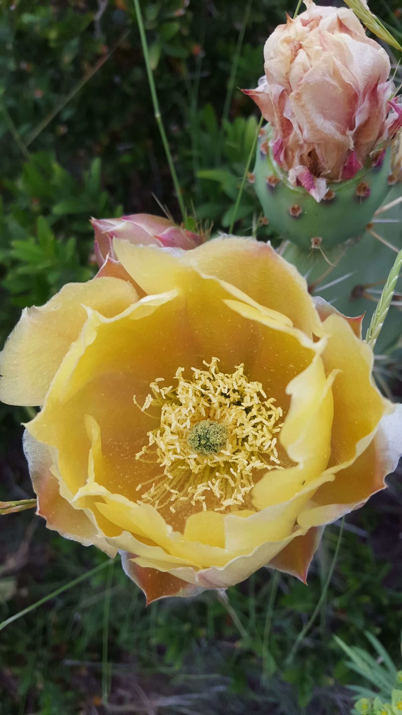 Samsung Galaxy S6 sample photo. Cactus, cactus blossom, cactus photography