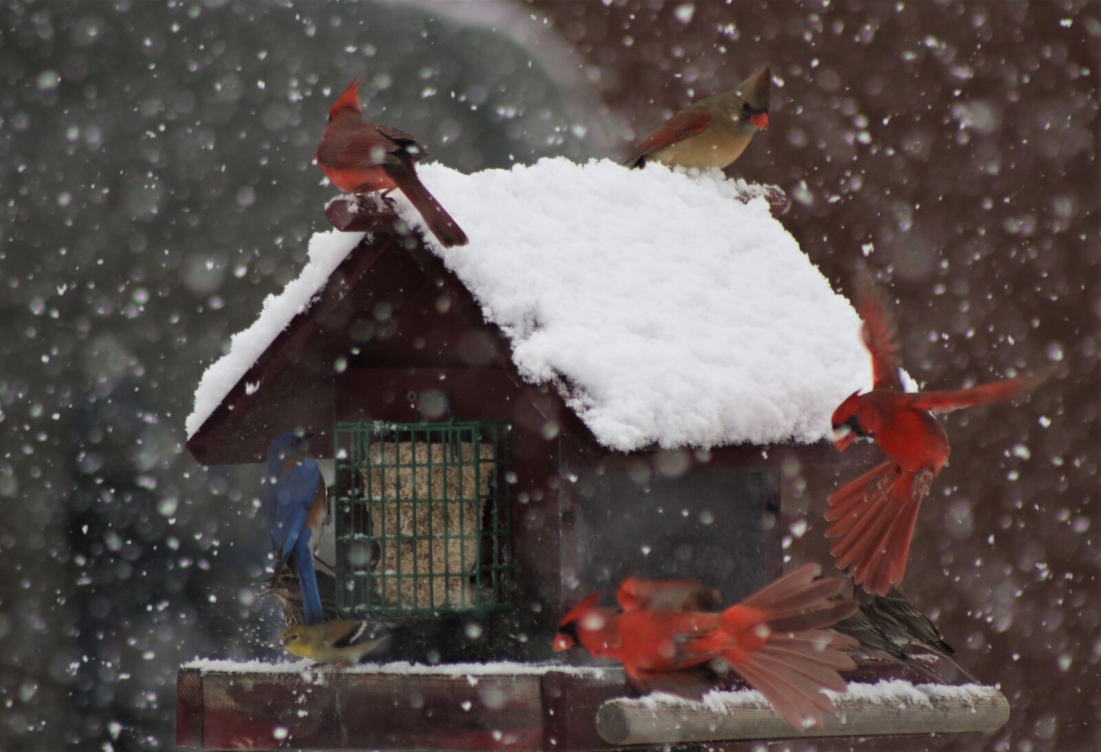 Canon EOS 7D Mark II sample photo. Snowing, snow storm, winder photography
