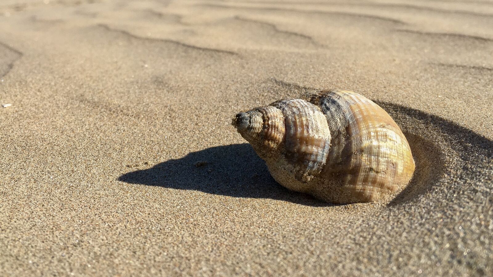 Apple iPhone 6s sample photo. Beach, shell, sand photography