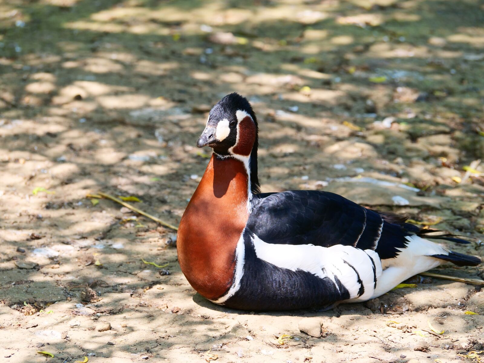 Panasonic Lumix DC-G9 sample photo. Red breasted goose, branta photography