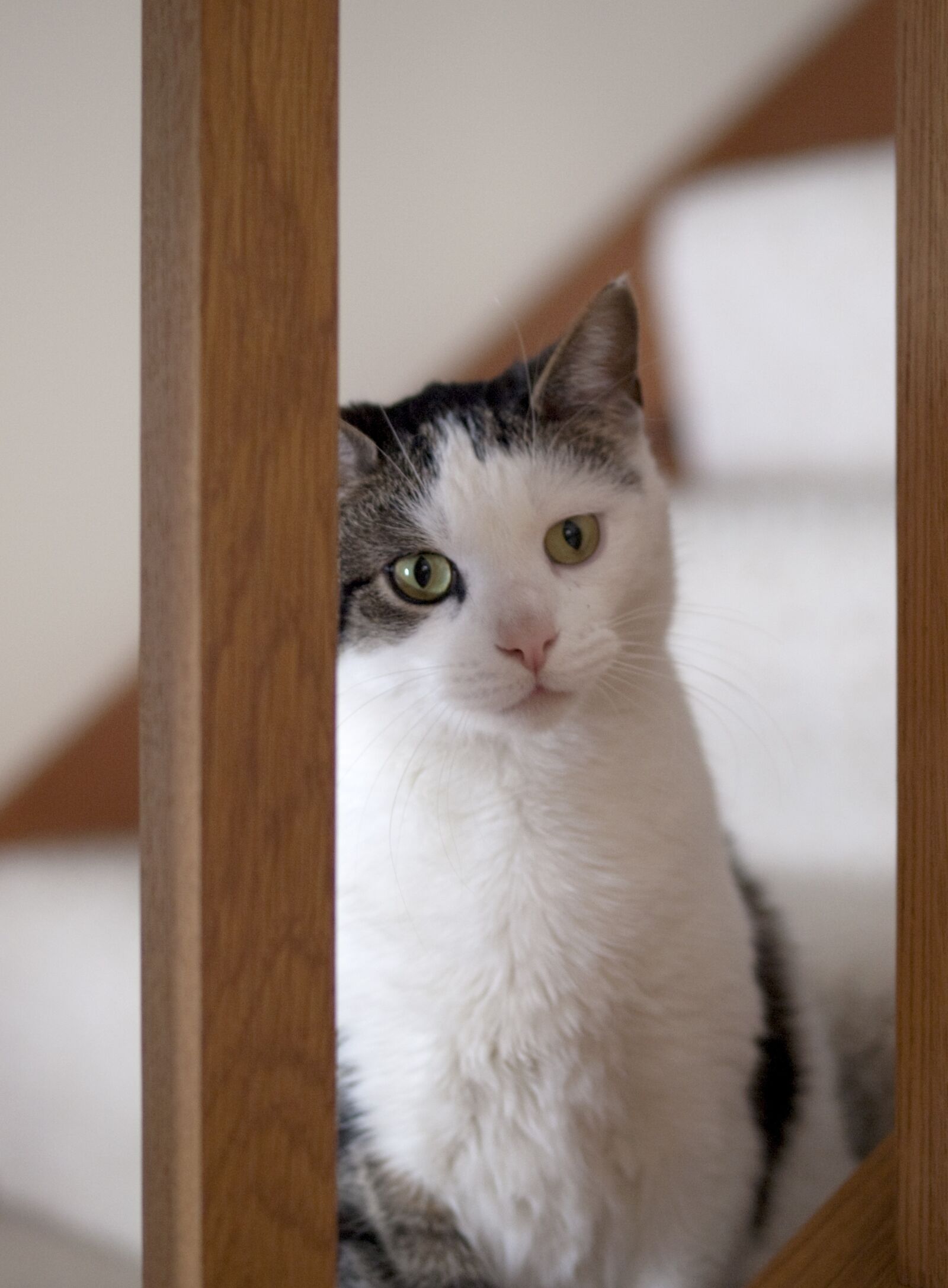 Olympus E-520 (EVOLT E-520) sample photo. Cat, steps, stairs photography