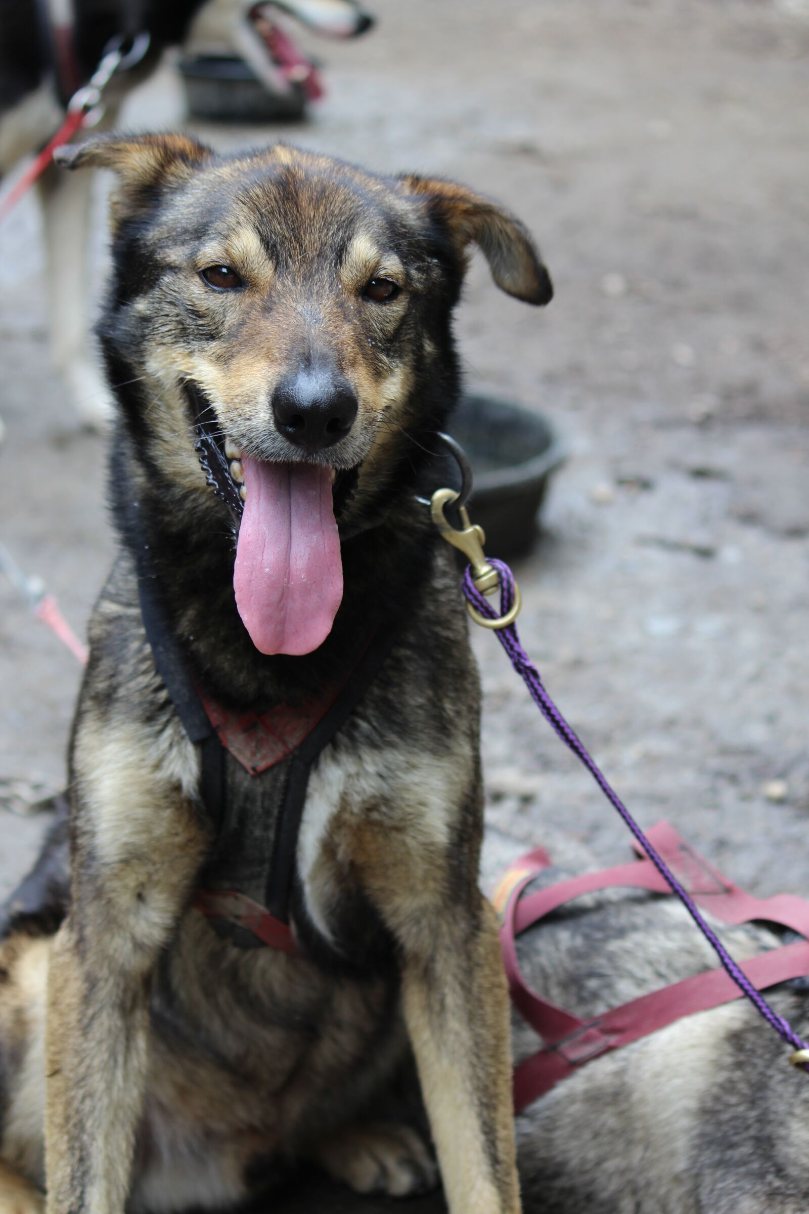 Canon EOS 600D (Rebel EOS T3i / EOS Kiss X5) sample photo. Dog, sled, alaska photography