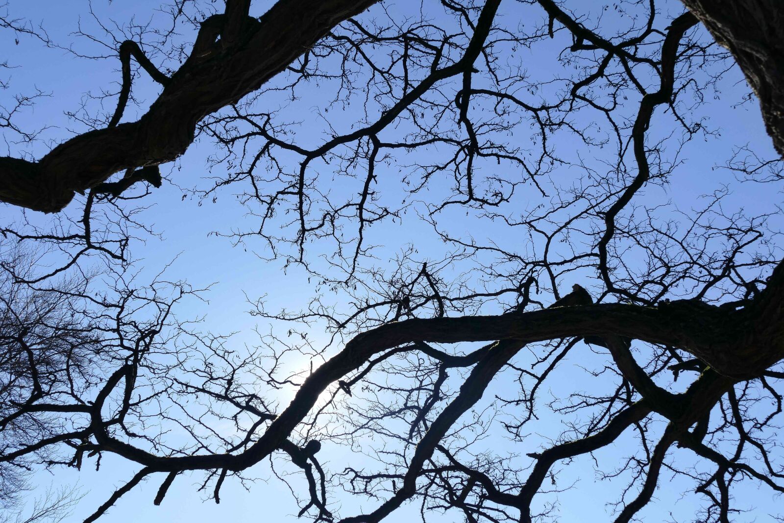Panasonic Lumix DMC-FZ1000 sample photo. Tree, branch, wood photography