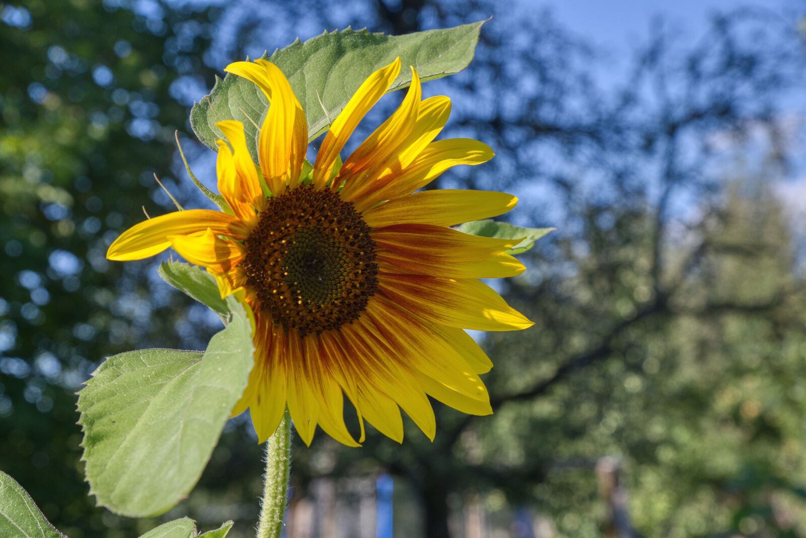 Nikon D850 sample photo. Sunflower, individual, blossom photography