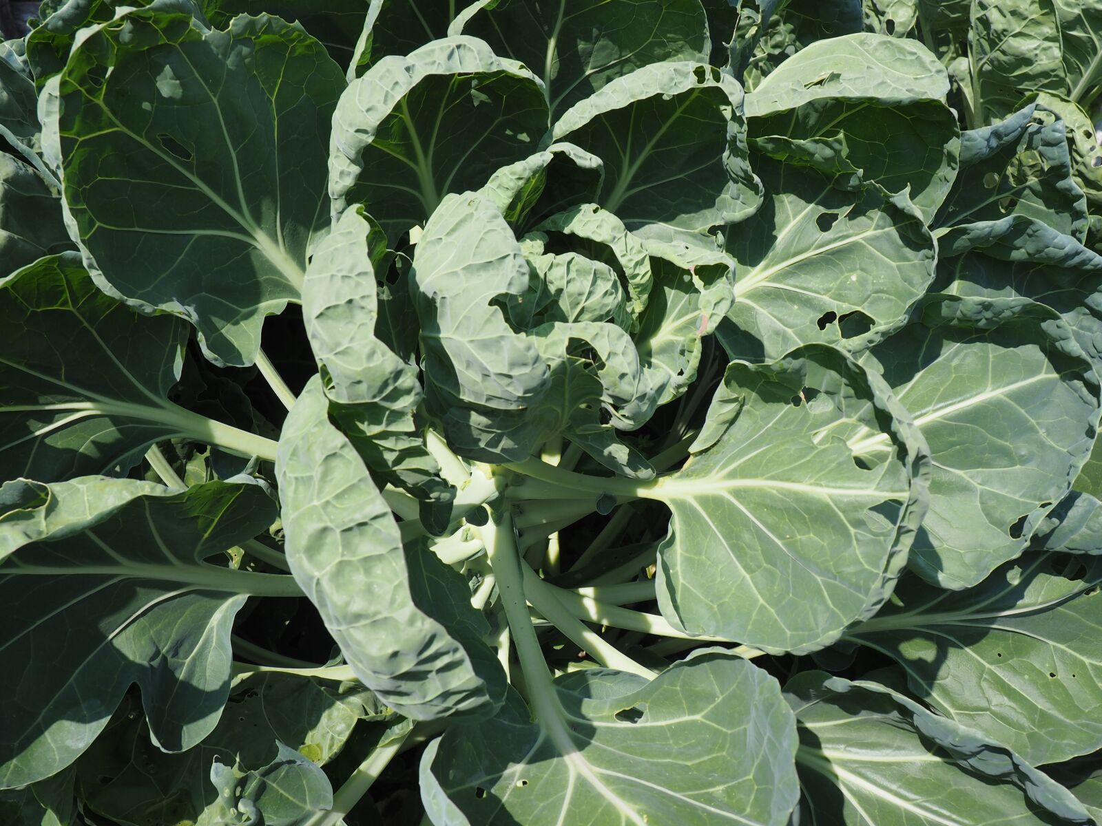 Olympus OM-D E-M10 sample photo. Kohlrabi, garden, bio photography