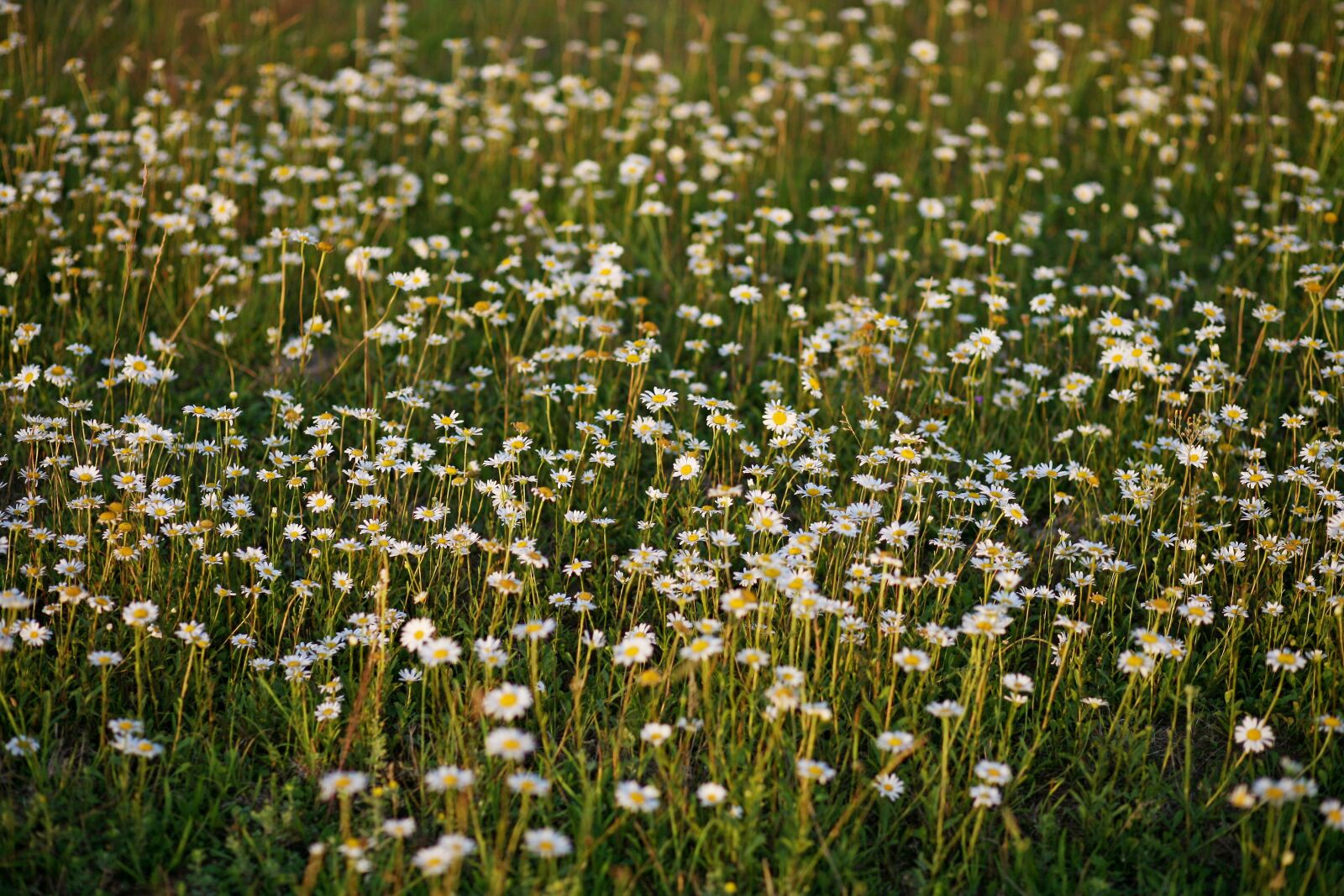Canon EOS 5D sample photo. Field, summer, chamomile photography
