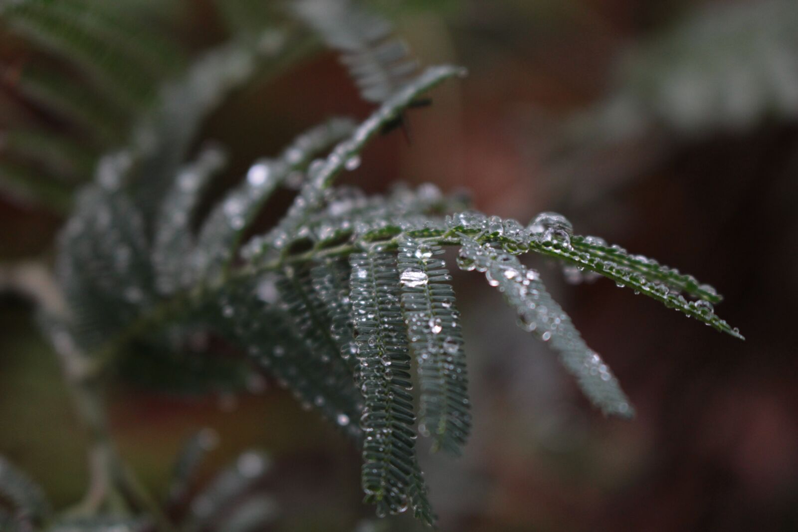 Canon EOS 700D (EOS Rebel T5i / EOS Kiss X7i) sample photo. Rain, forest, green photography