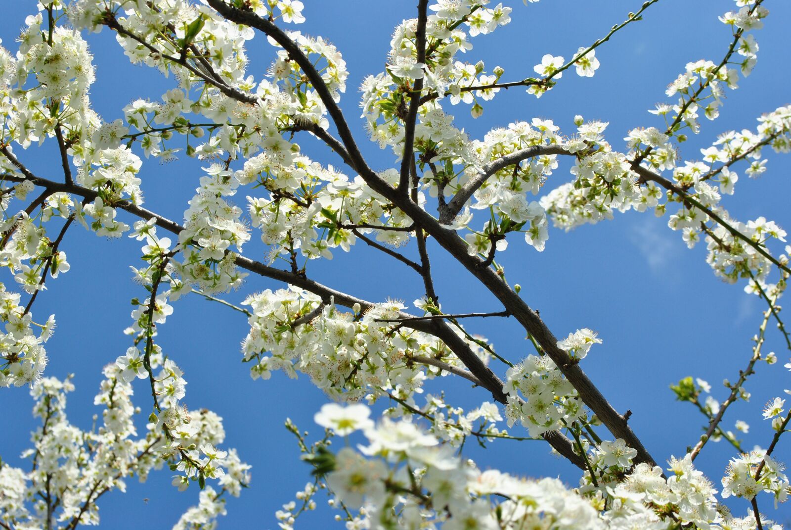 Nikon D3000 sample photo. Spring, r gyez s photography