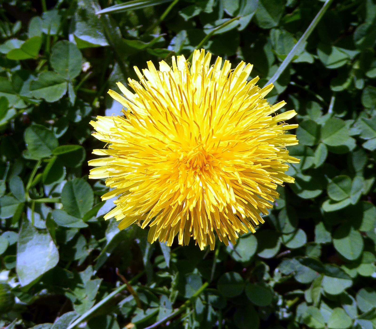 Panasonic DMC-TZ61 sample photo. Dandelion, yellow, blossom photography