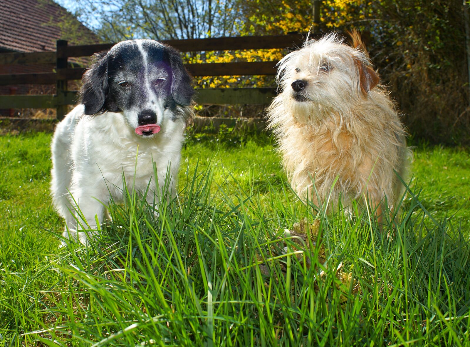 Sony a99 II sample photo. Dogs, garden, enjoy weather photography