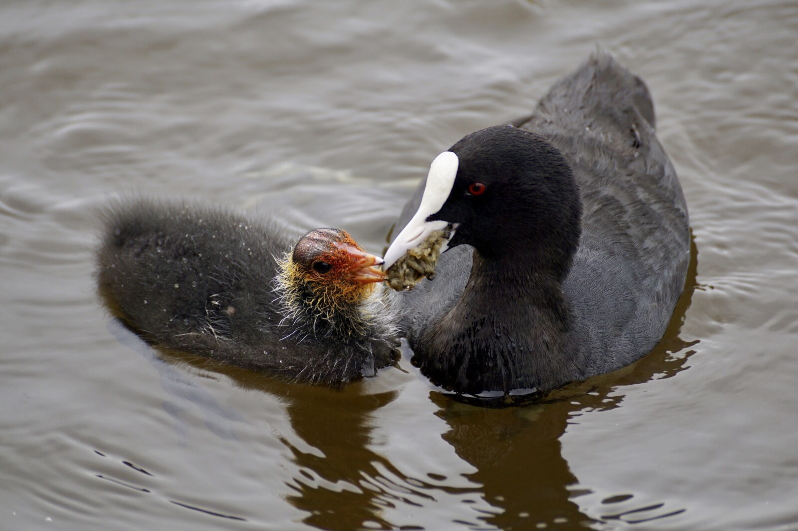 Sony DT 55-300mm F4.5-5.6 SAM sample photo. Coot, waterfowl, plumage photography