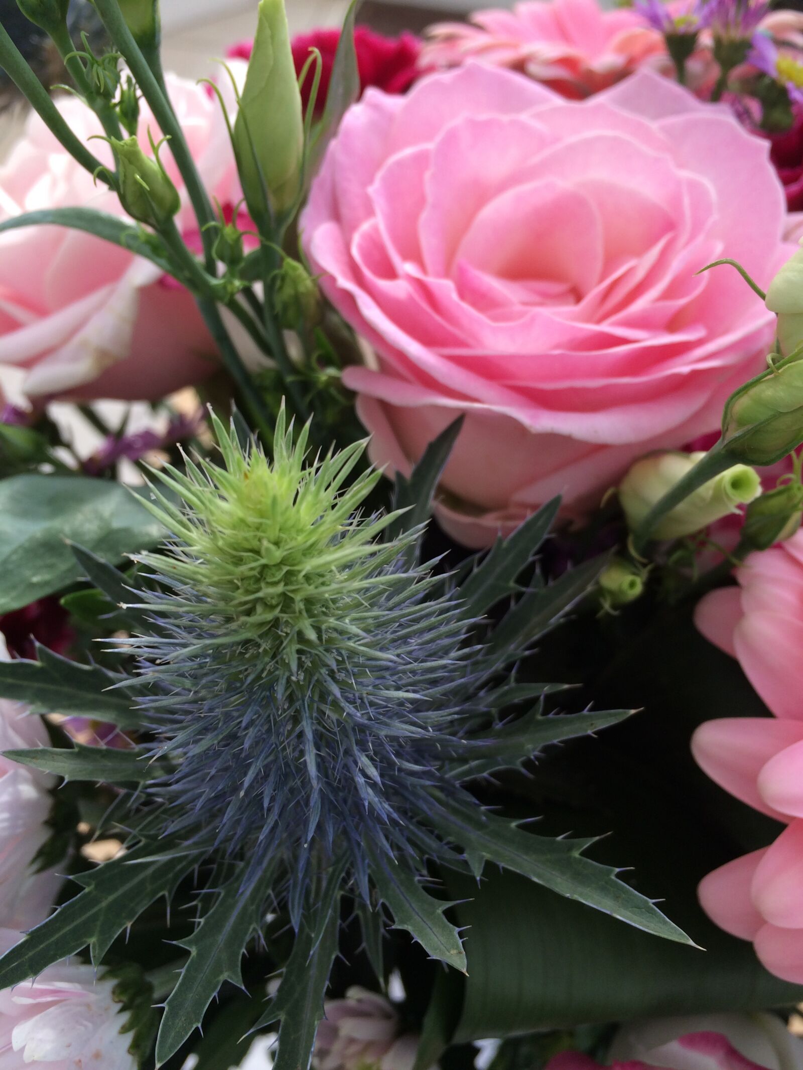 iPhone 5s back camera 4.15mm f/2.2 sample photo. Thistle among roses, pink photography