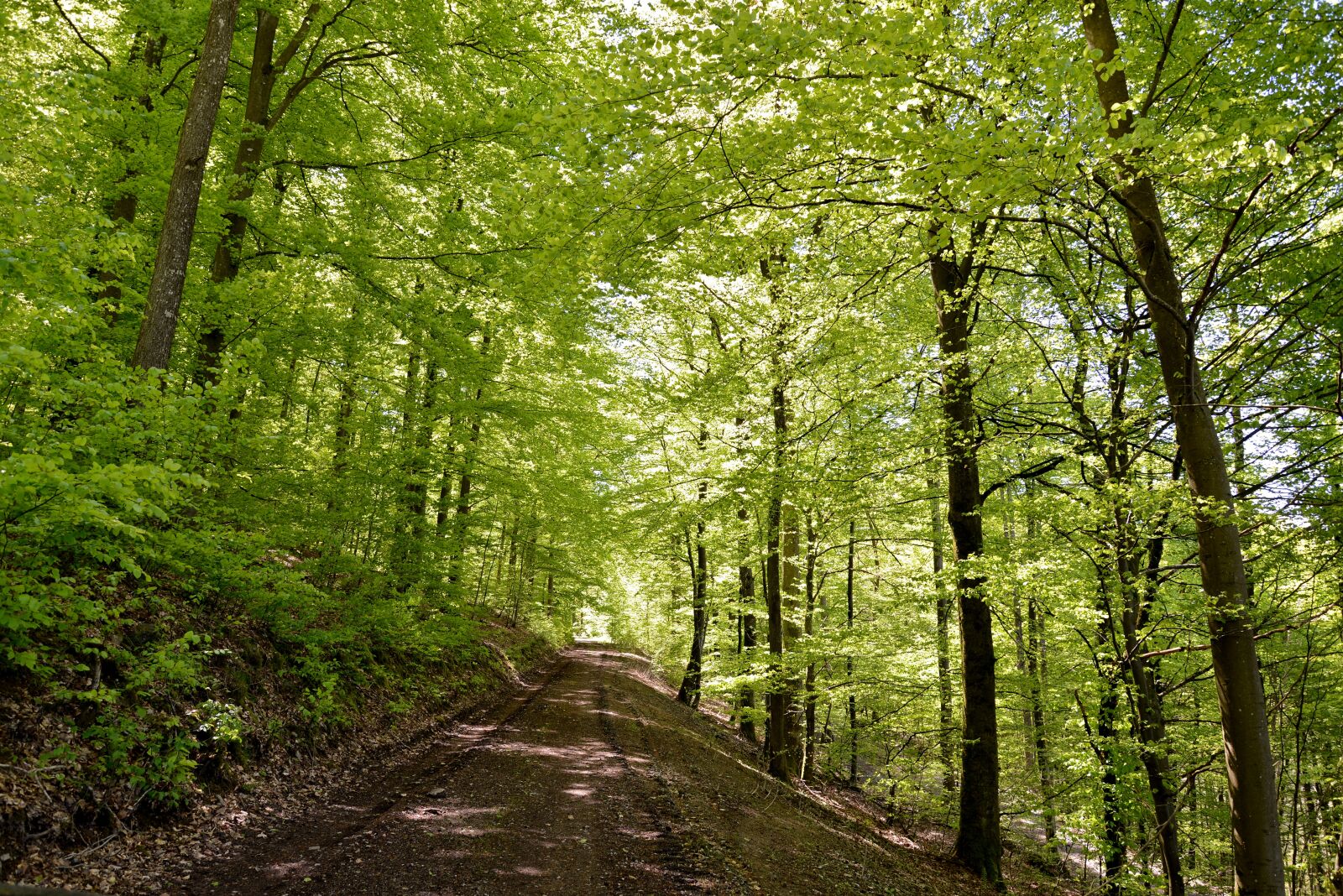 Nikon D600 sample photo. Nature, forest path, forest photography