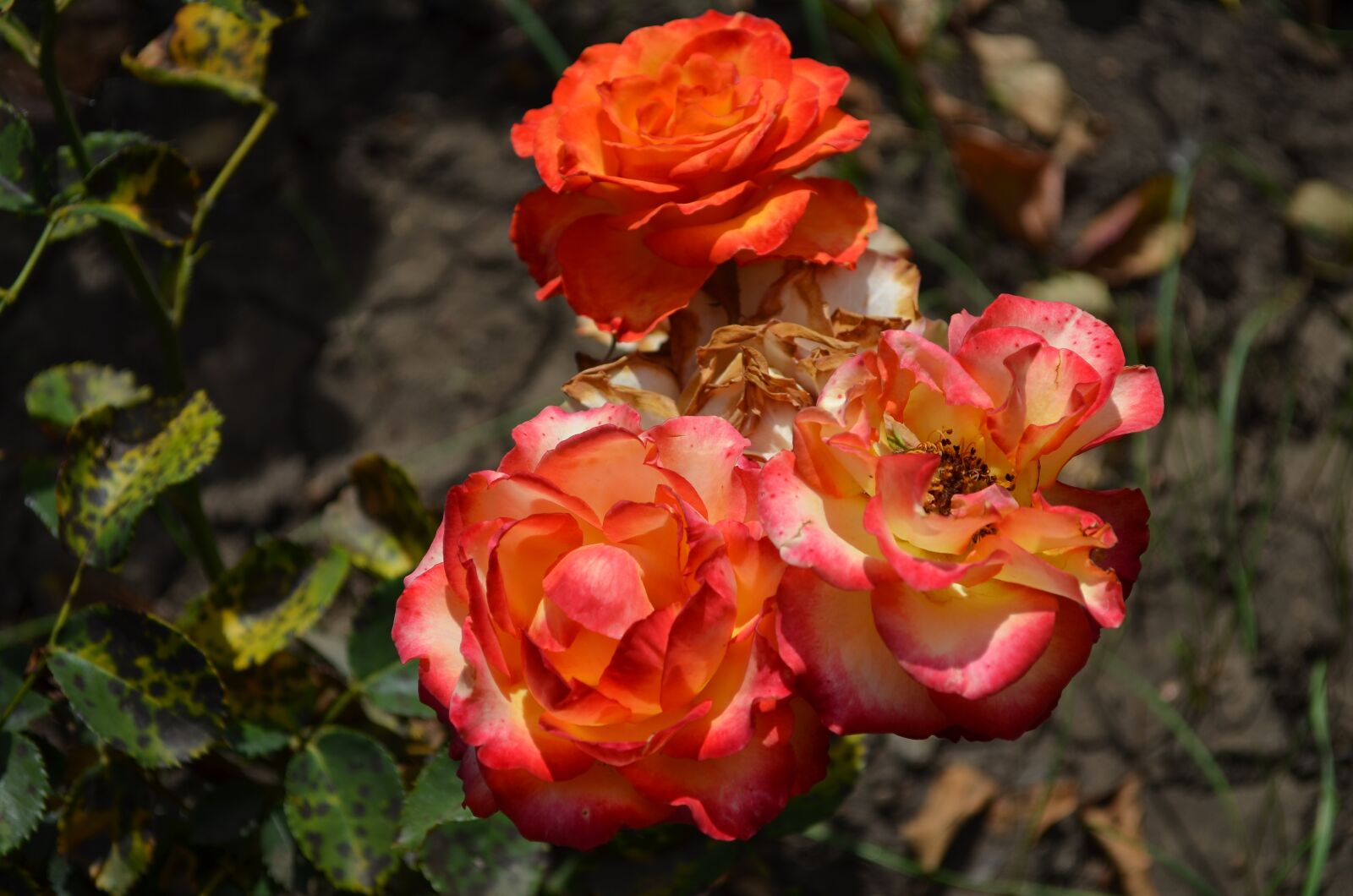 Nikon D5100 sample photo. Flowers, scarlet, rose photography