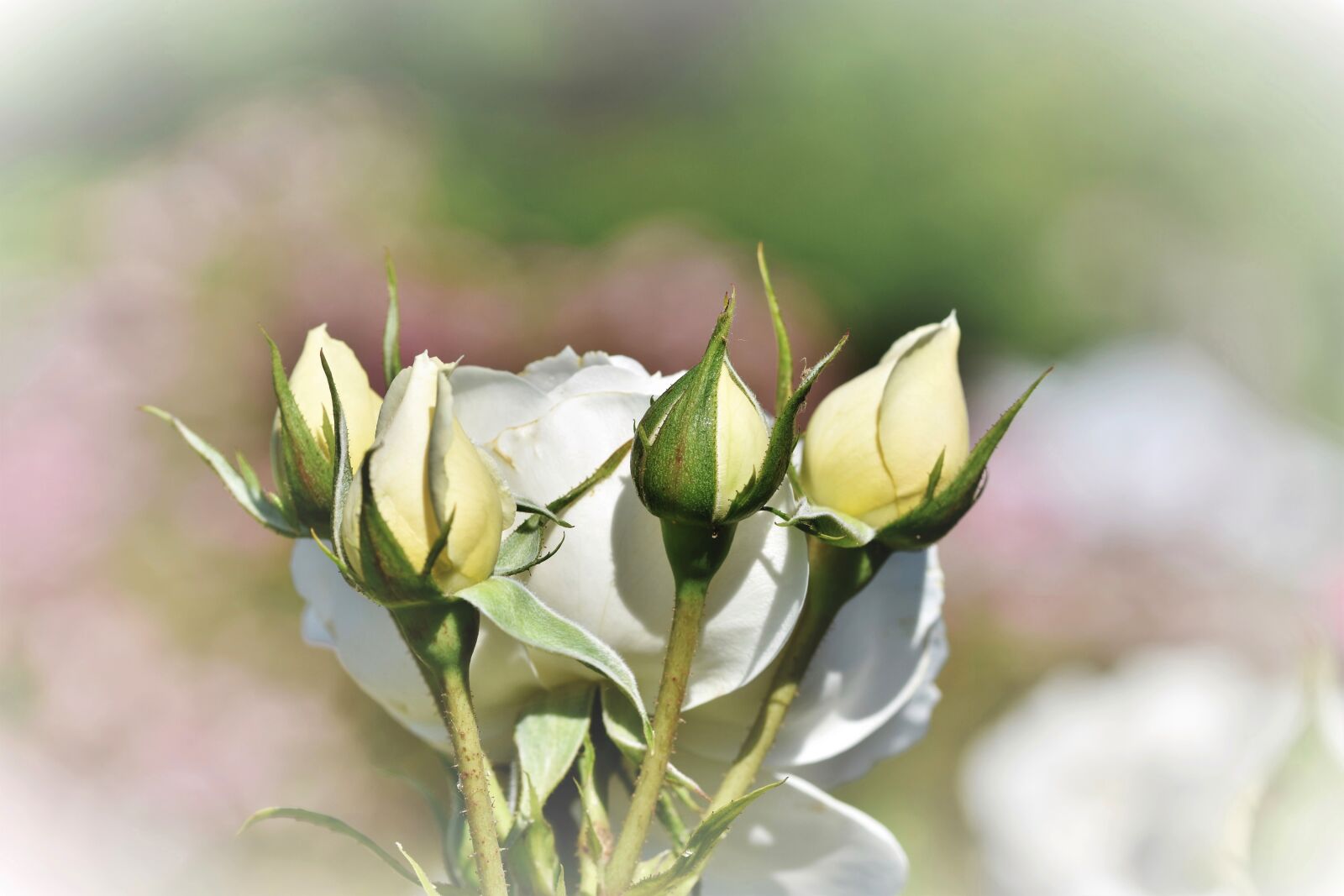Nikon D7200 sample photo. Rose, rosebud, rose bloom photography
