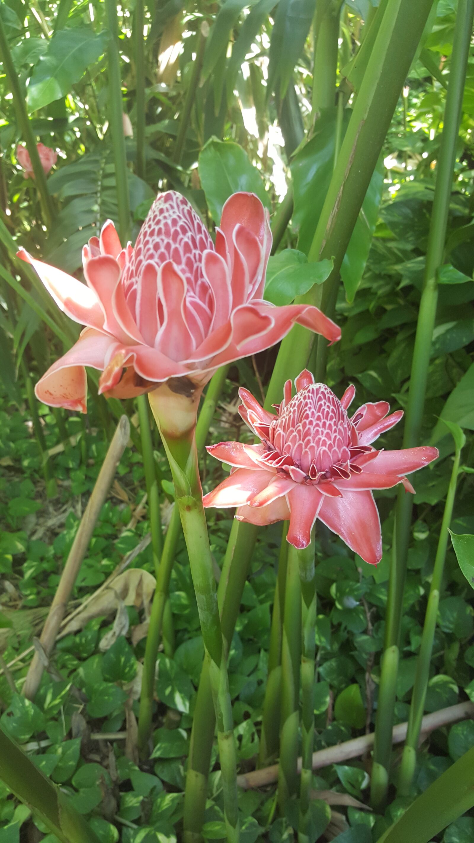 Samsung GALAXY S6 edge sample photo. Flower, tropical, garden photography