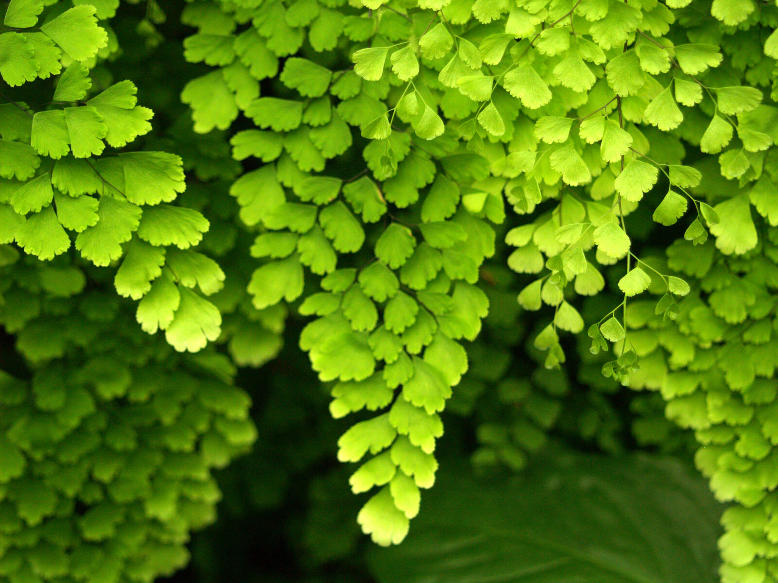 Olympus E-500 (EVOLT E-500) sample photo. Greens, leaves, plants photography