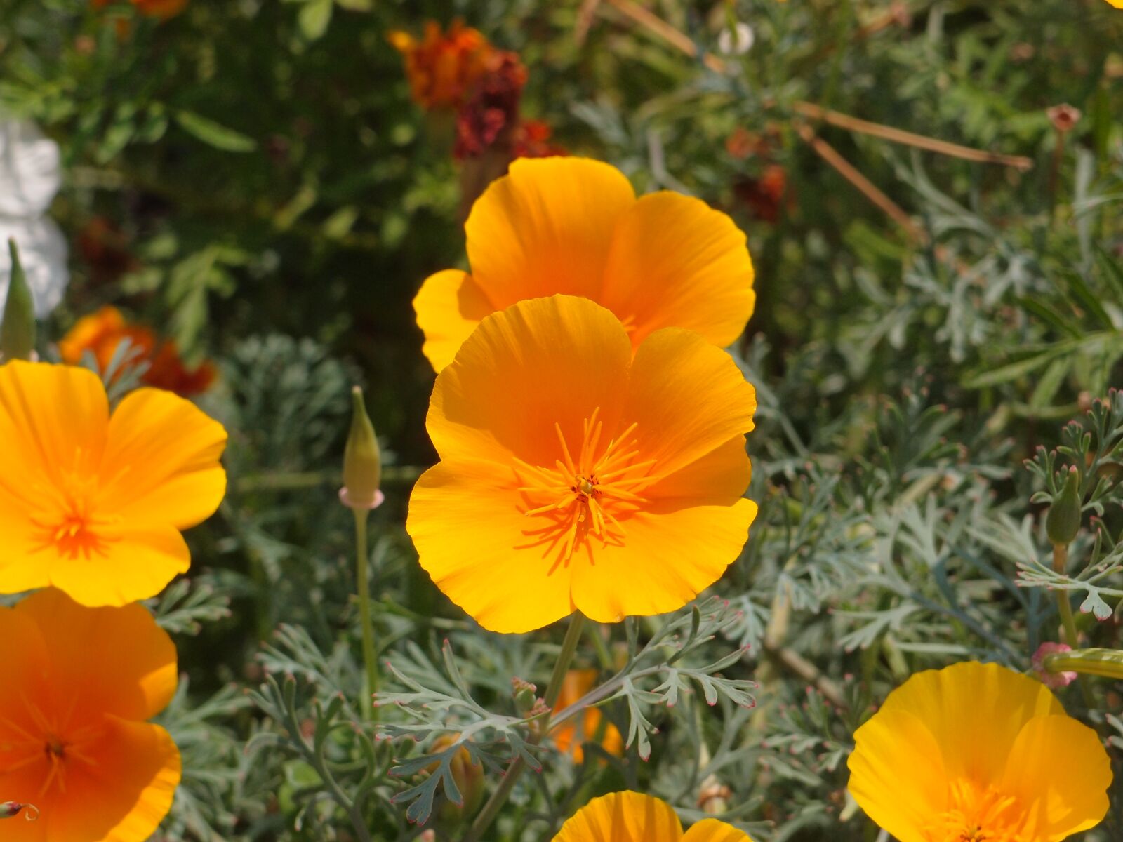 Olympus XZ-1 sample photo. Flowers, garden flowers, flower photography