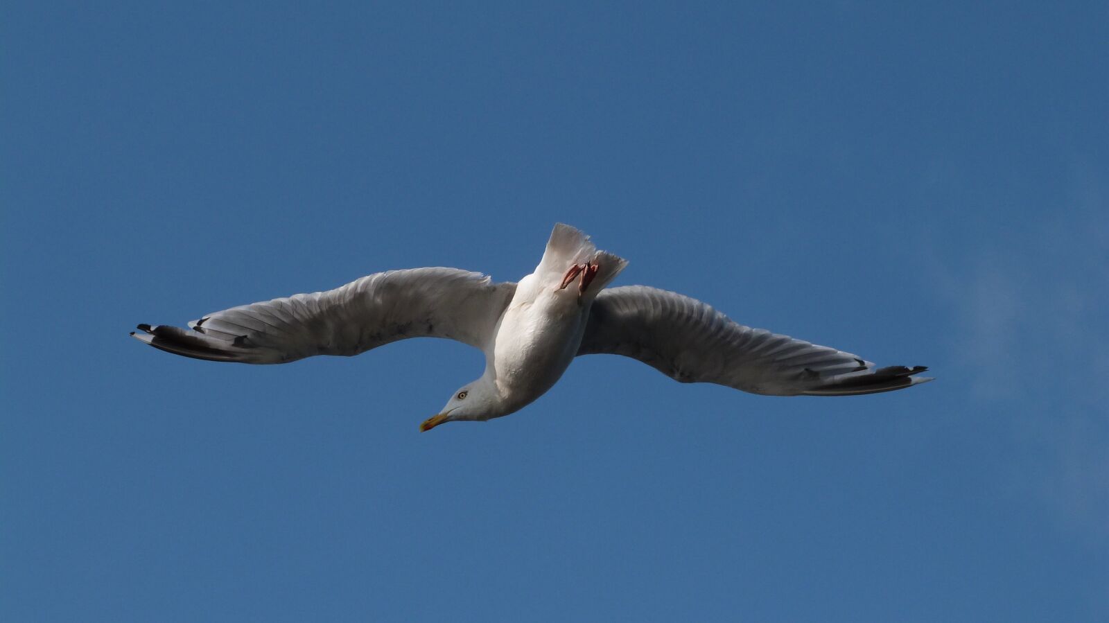 Panasonic Lumix DMC-FZ47 (Lumix DMC-FZ48) sample photo. Birds, seagull, gull photography