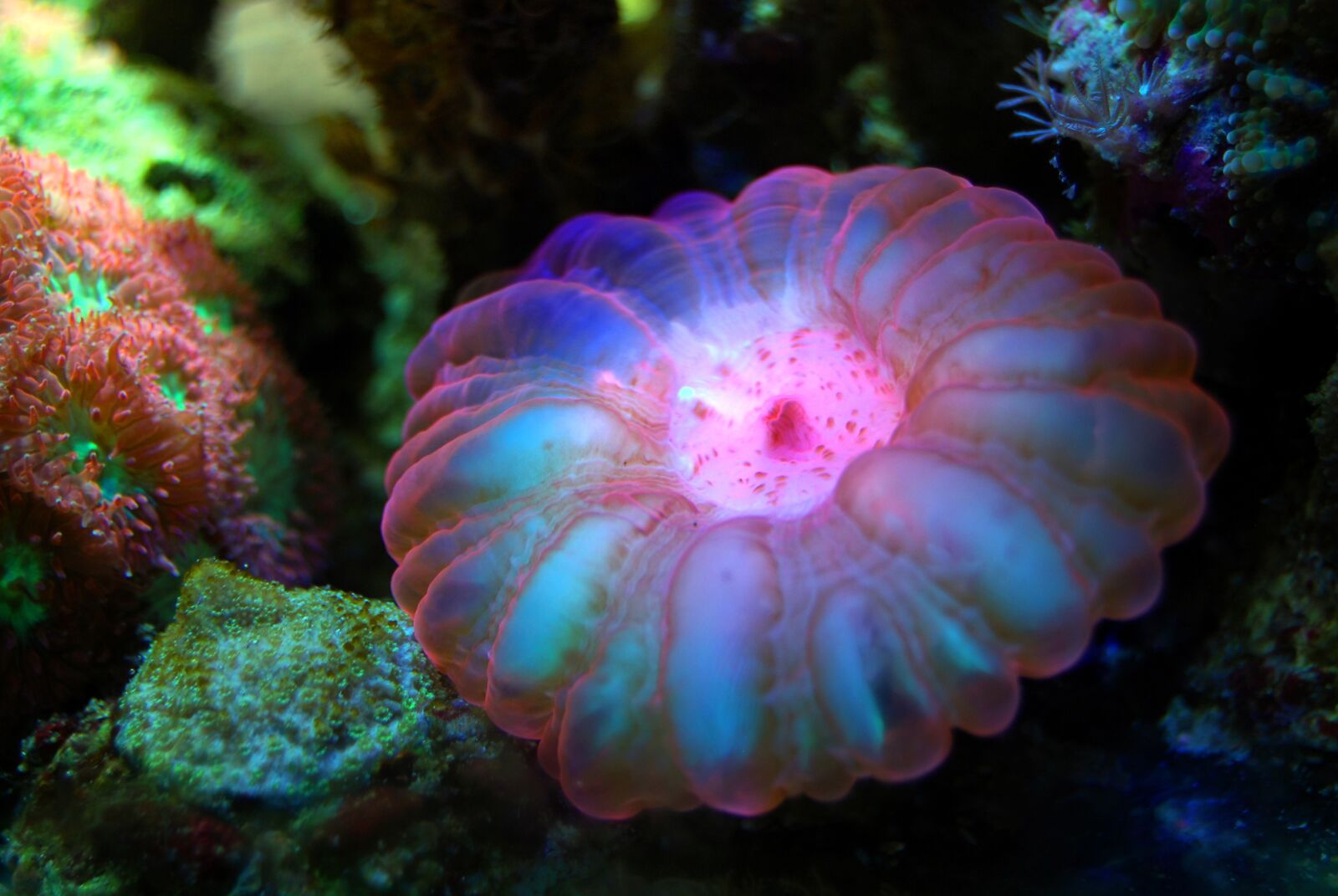 Nikon D40X sample photo. Coral, reef, sea photography